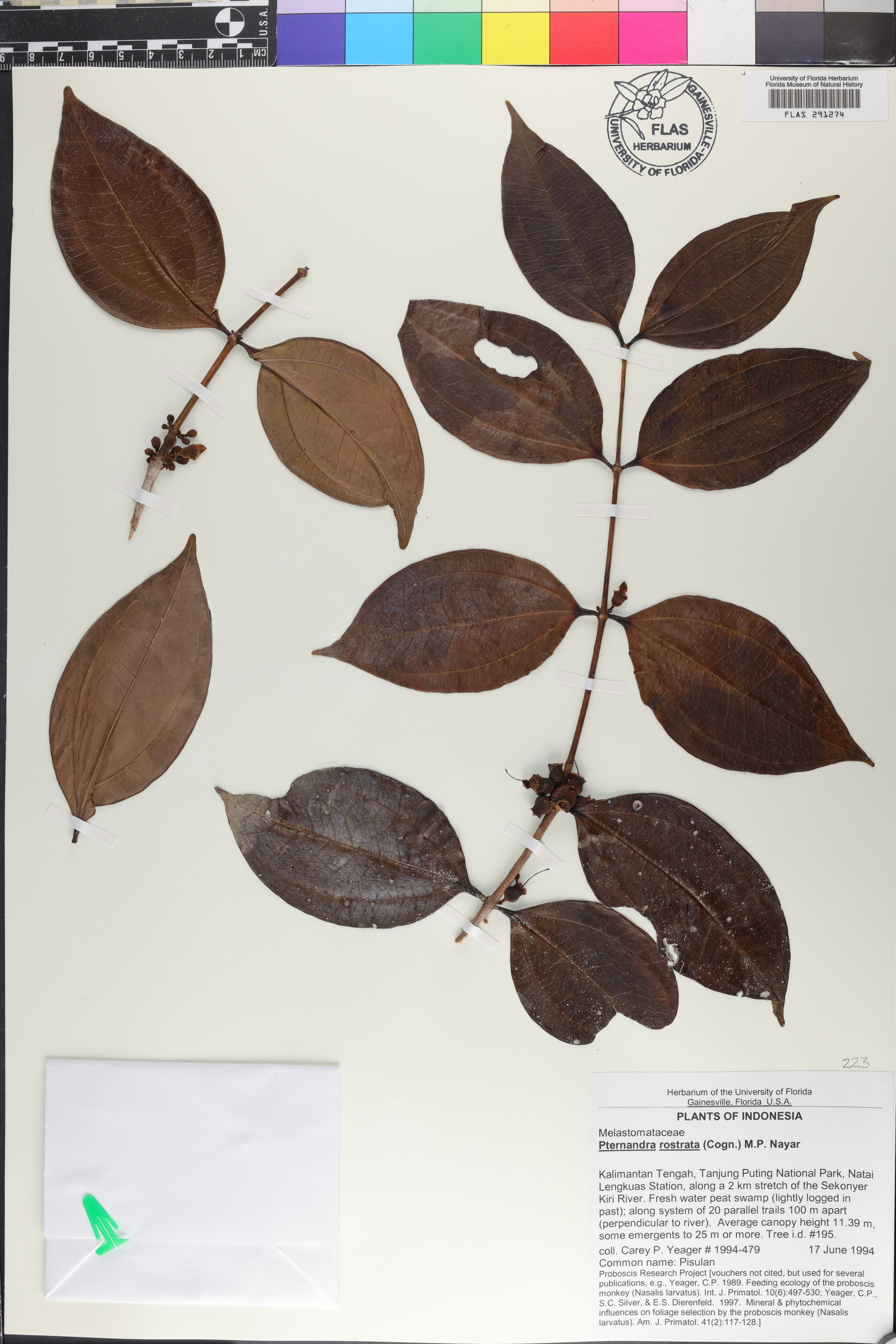 Pternandra rostrata image