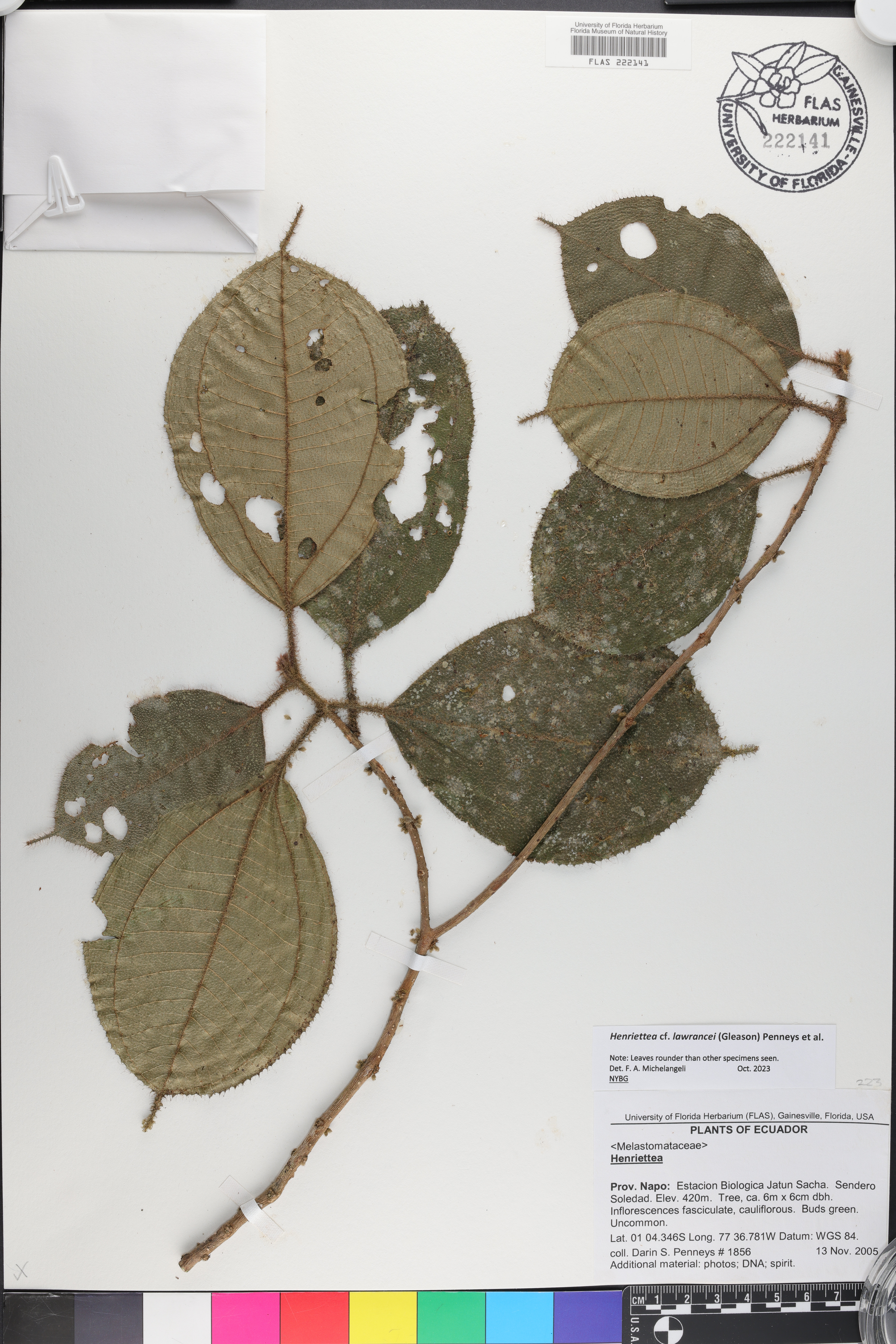 Henriettea lawrancei image