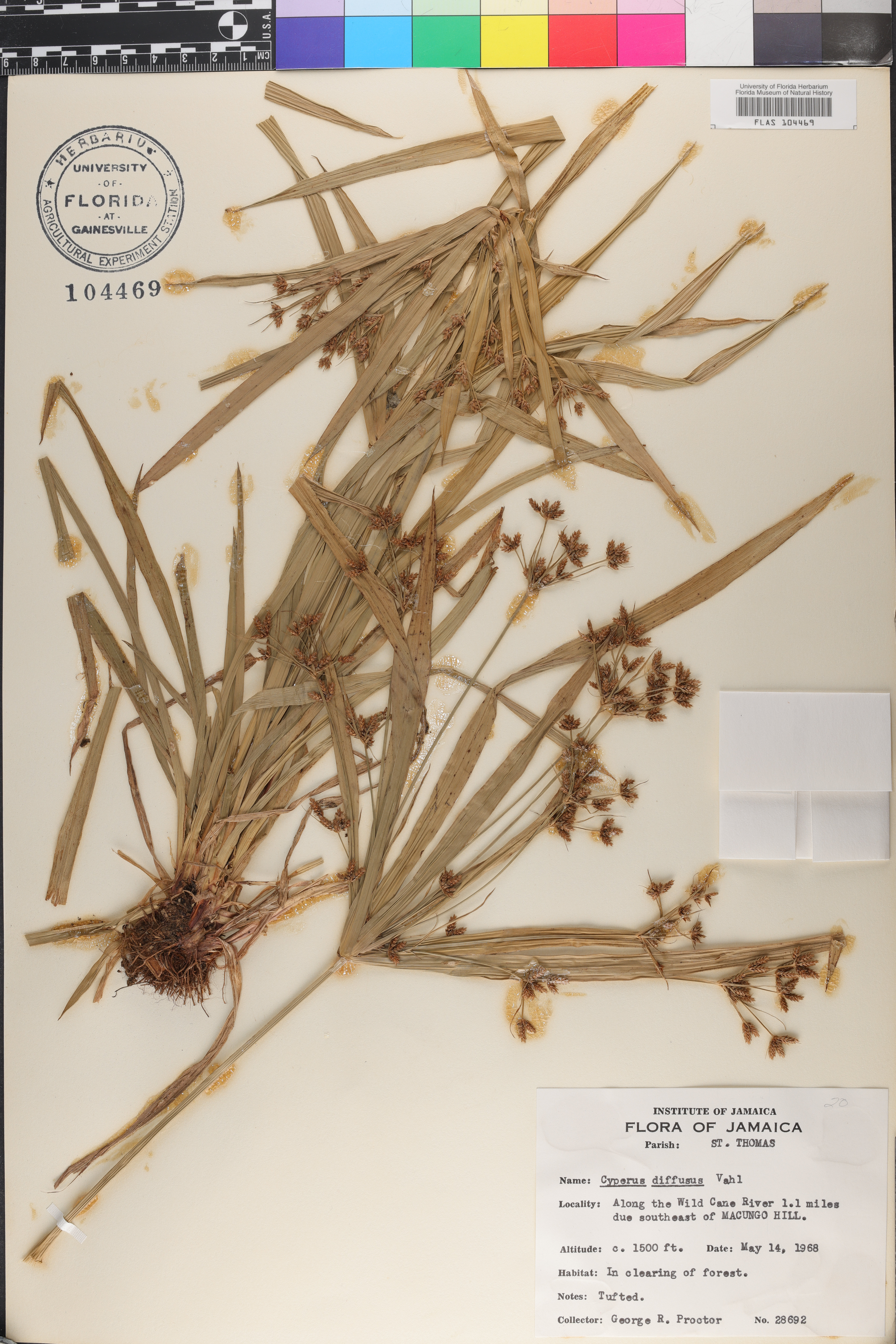 Cyperus diffusus image