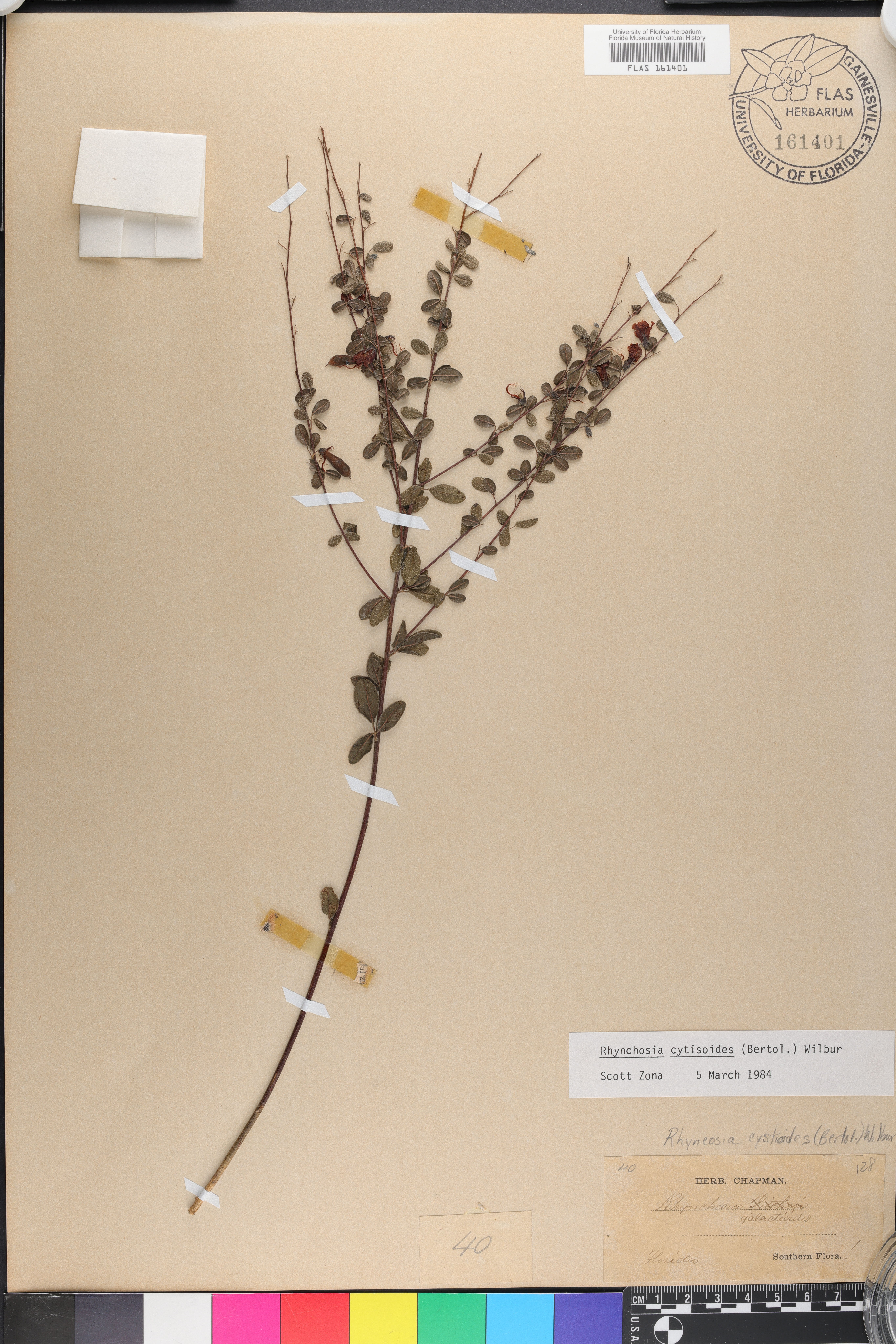 Rhynchosia cytisoides image