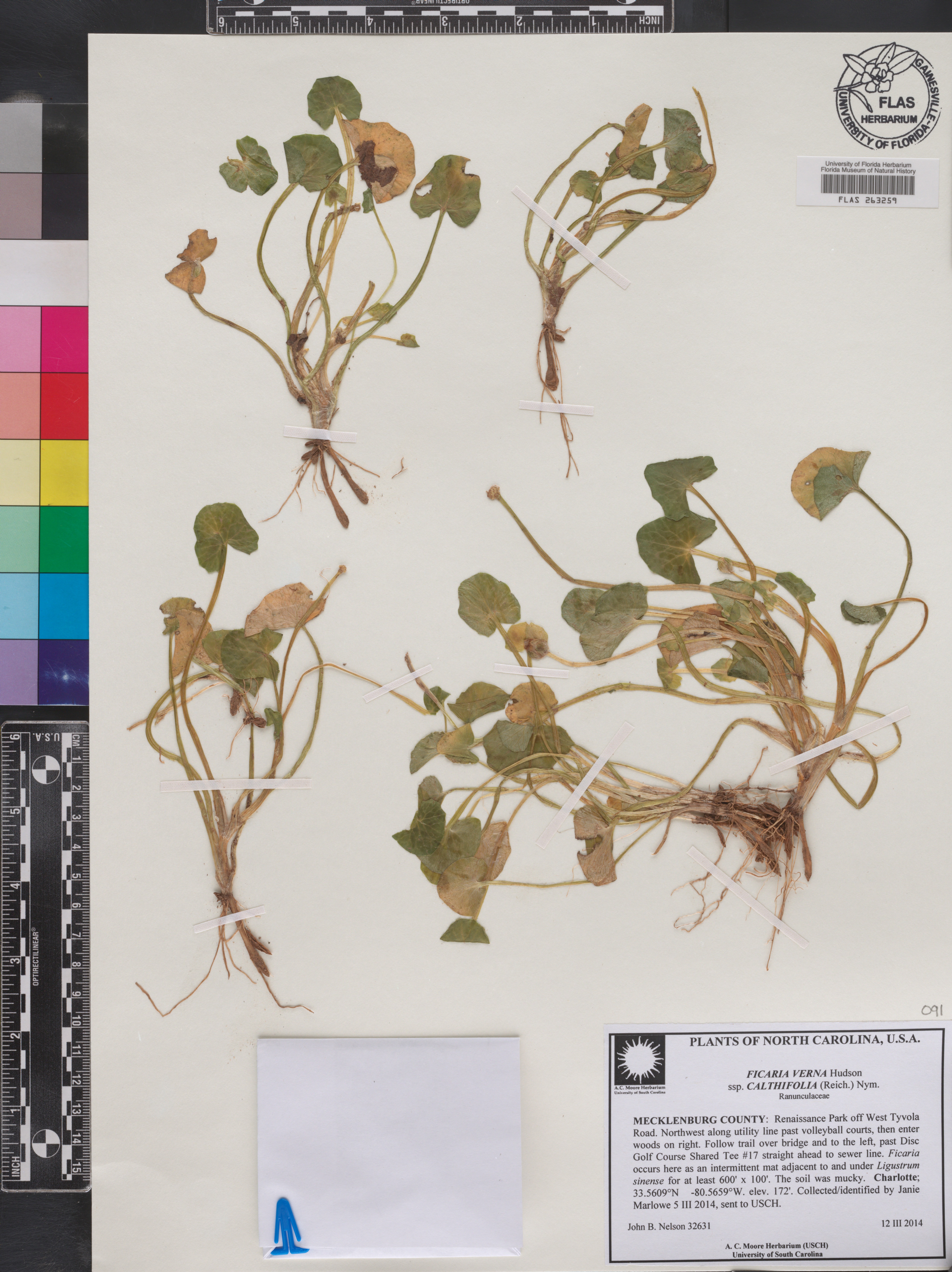 Ficaria verna subsp. calthifolia image