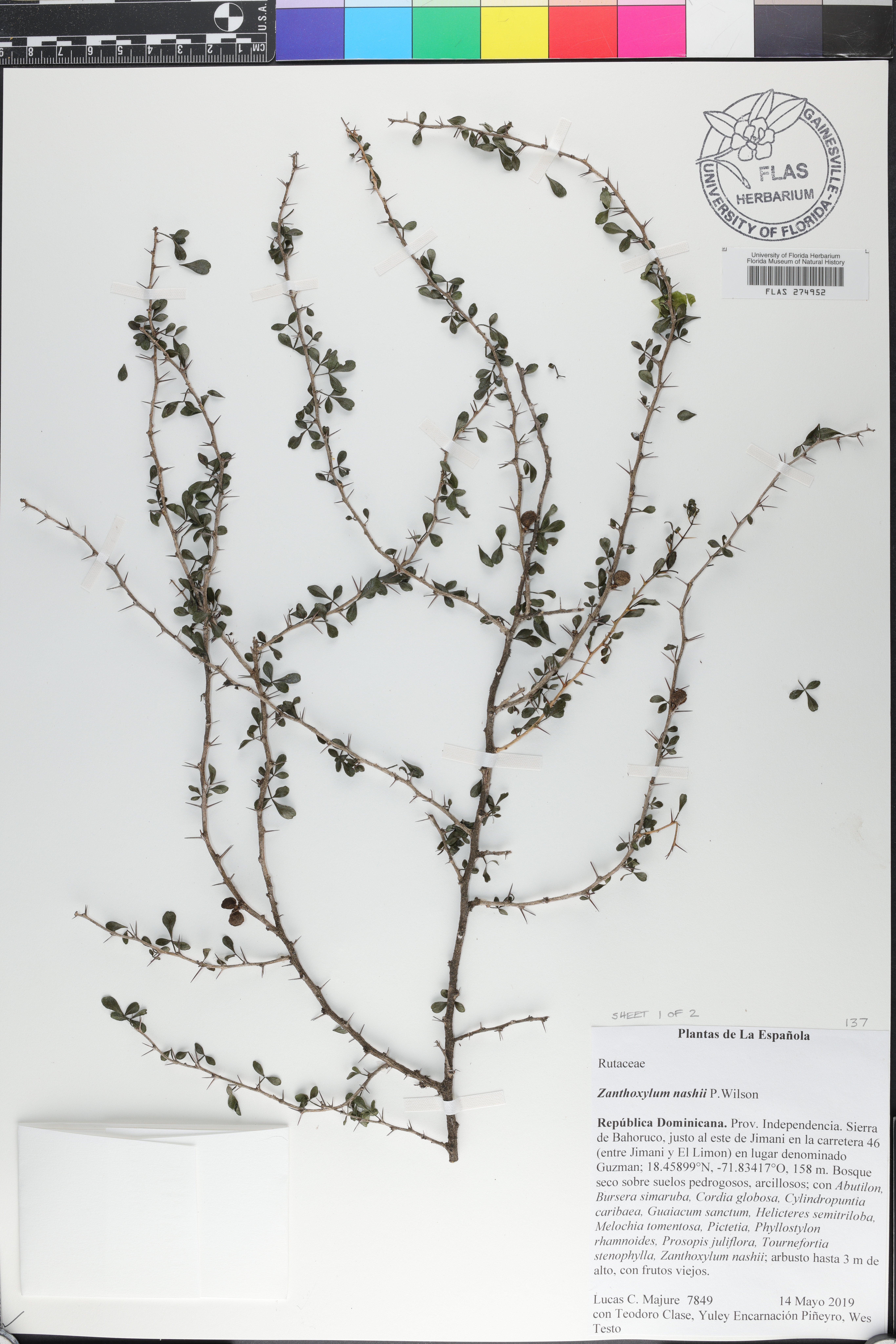 Zanthoxylum nashii image