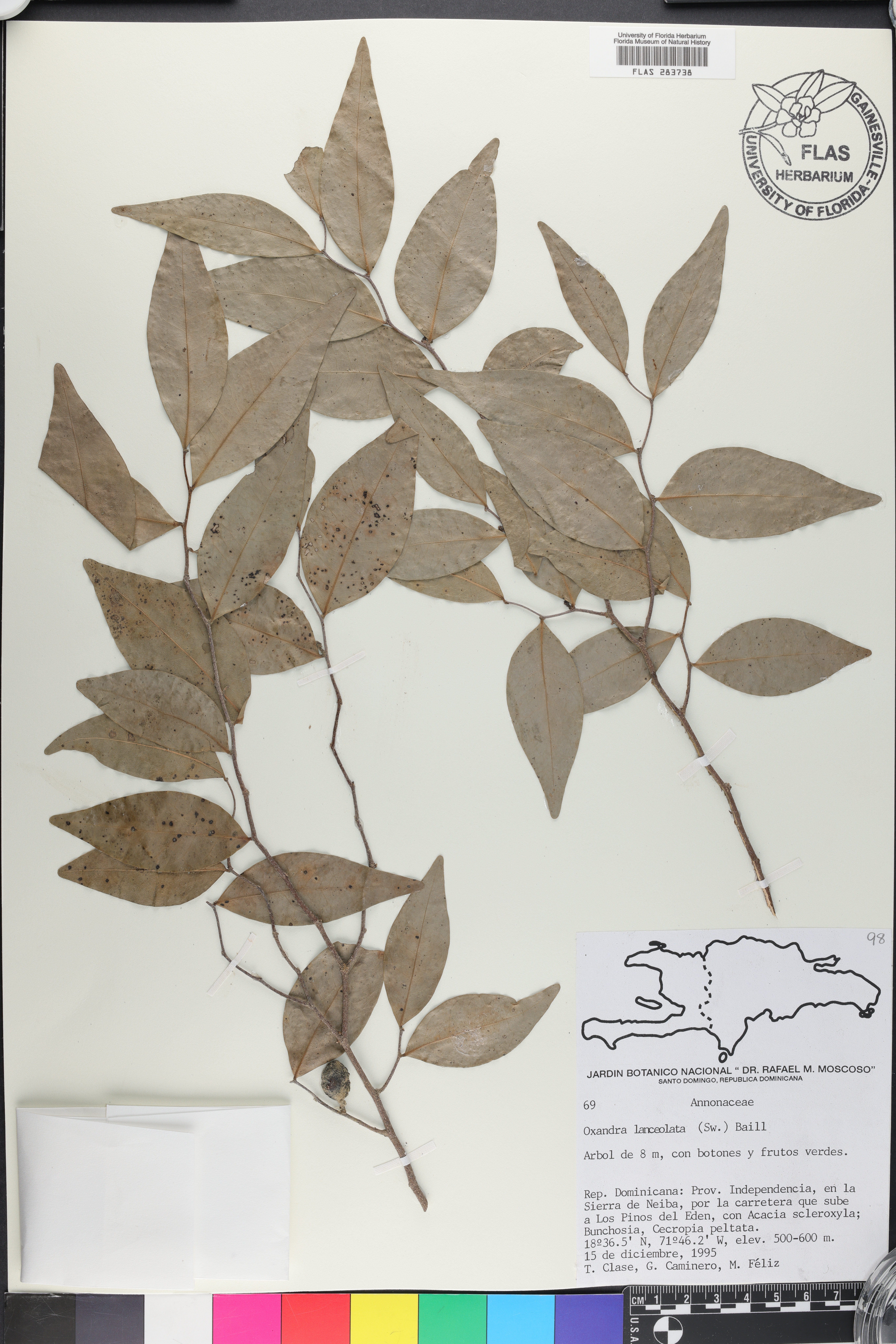 Oxandra lanceolata image