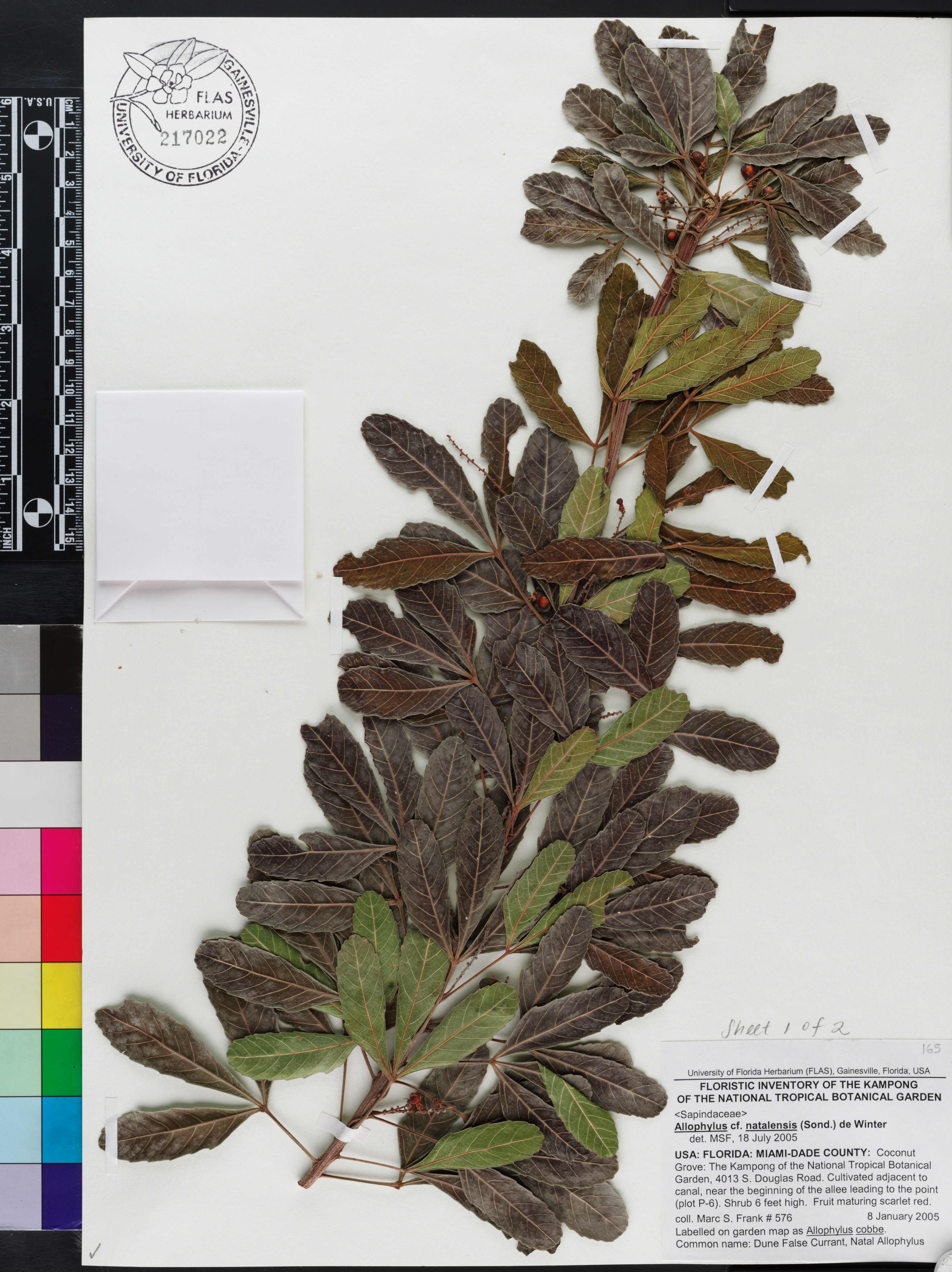 Allophylus natalensis image