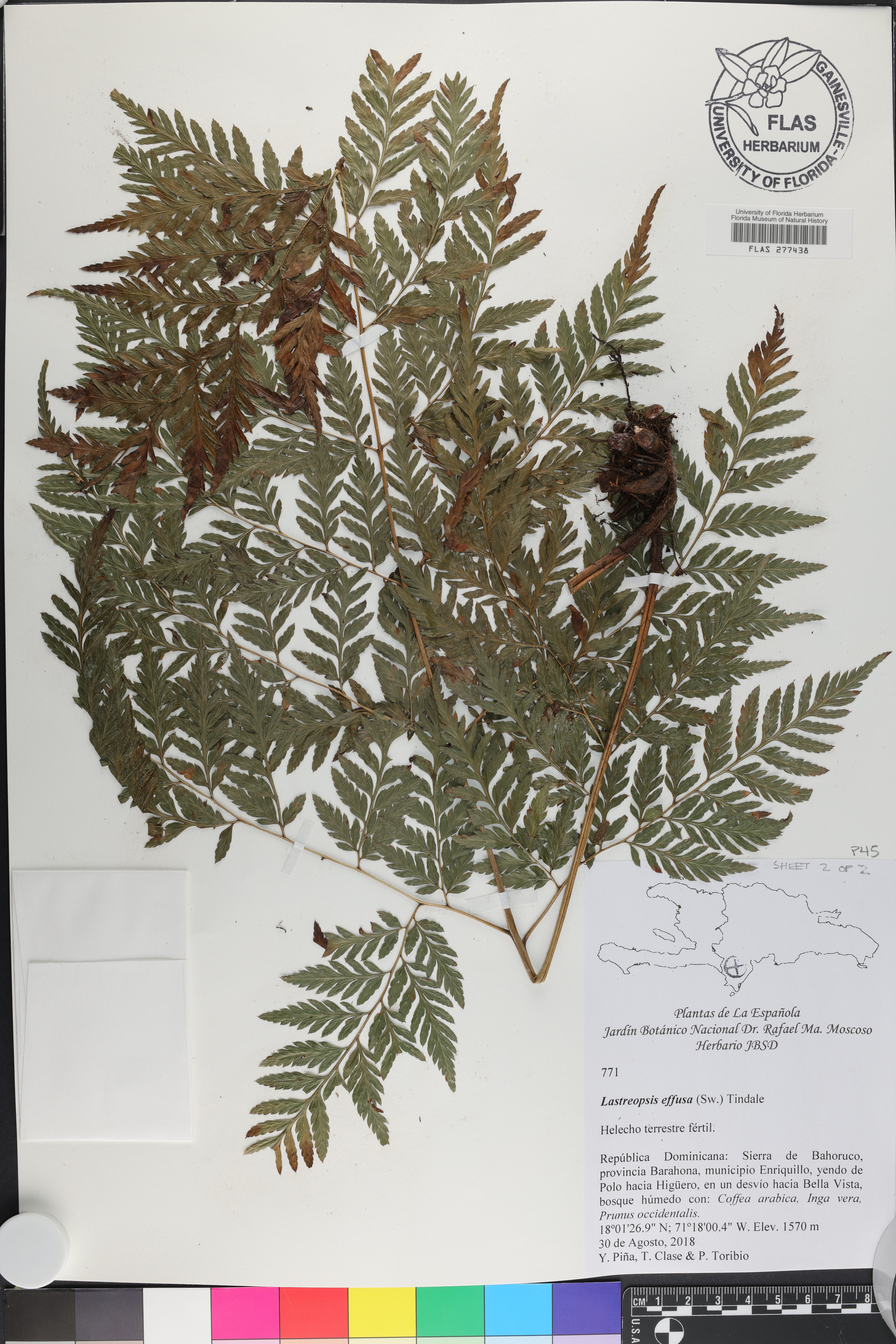 Lastreopsis effusa image