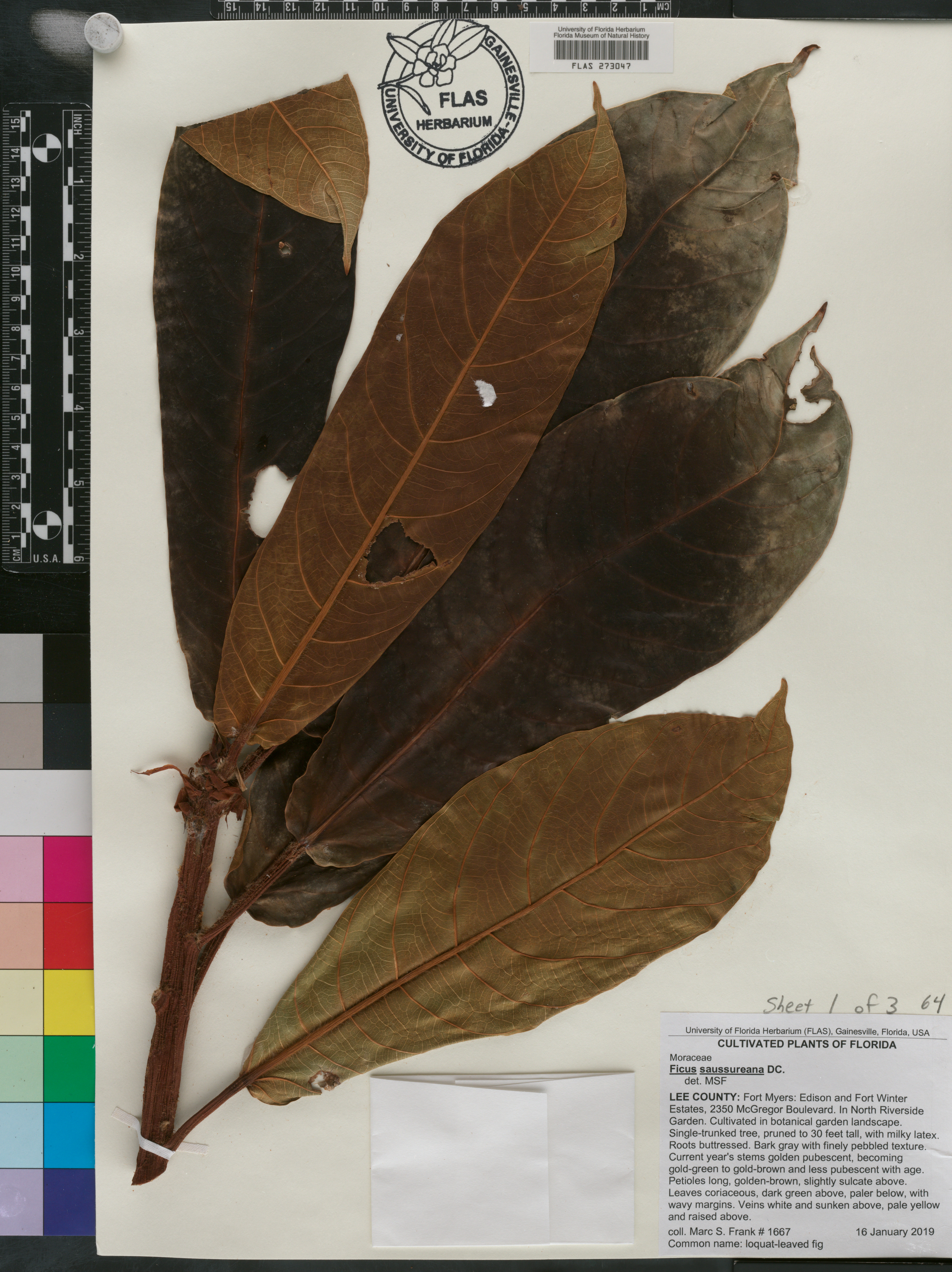 Ficus saussureana image