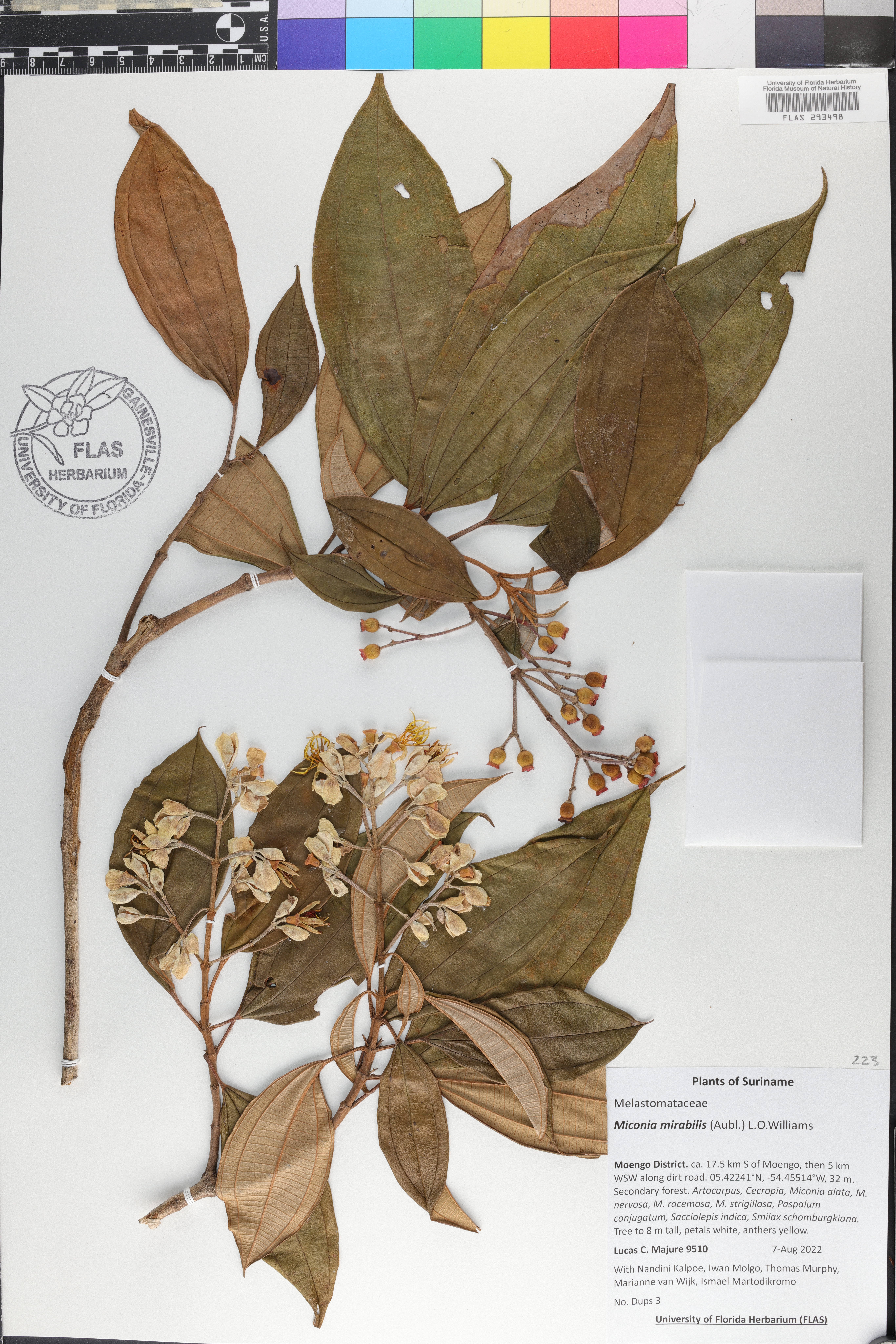 Miconia mirabilis image