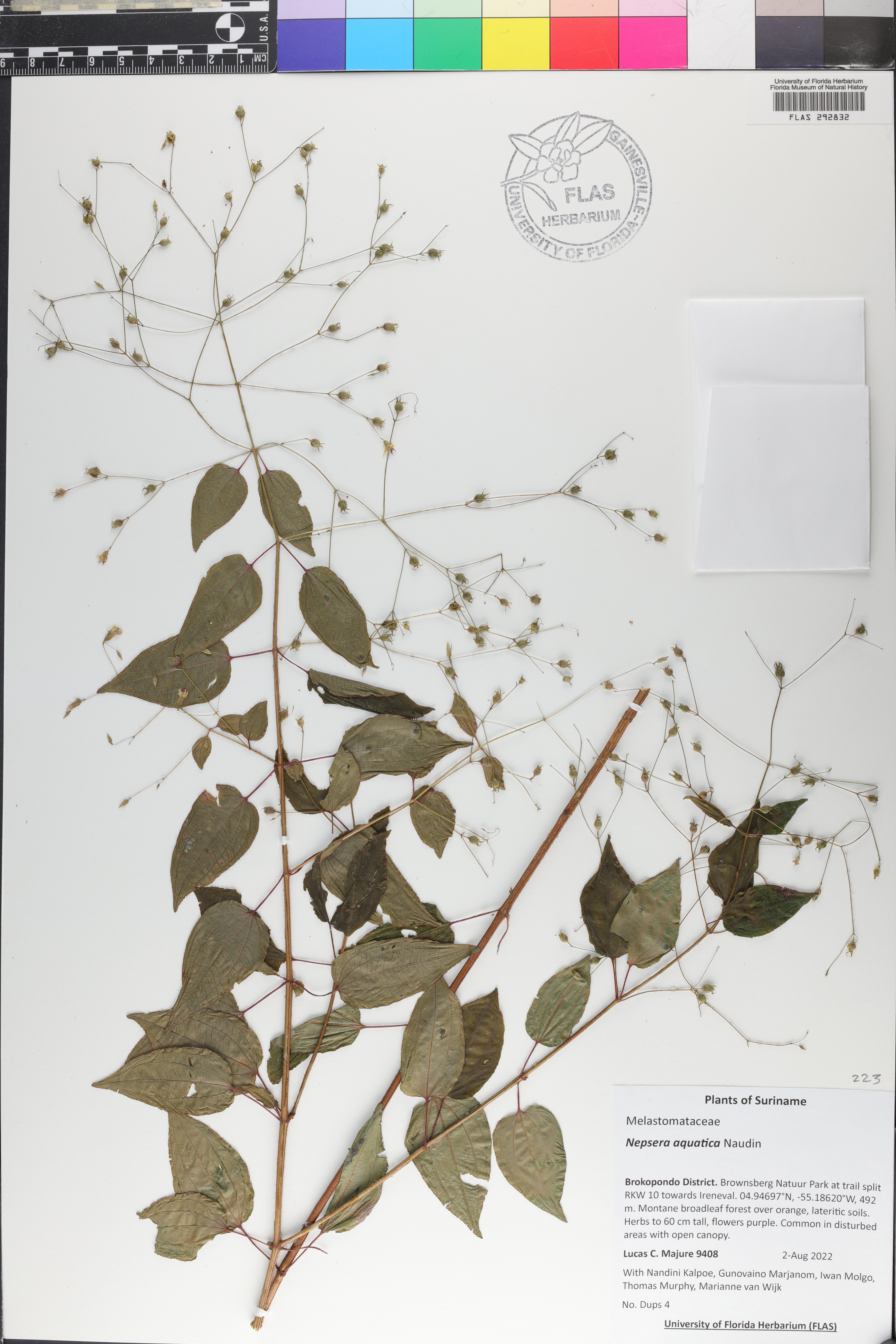 Nepsera aquatica image
