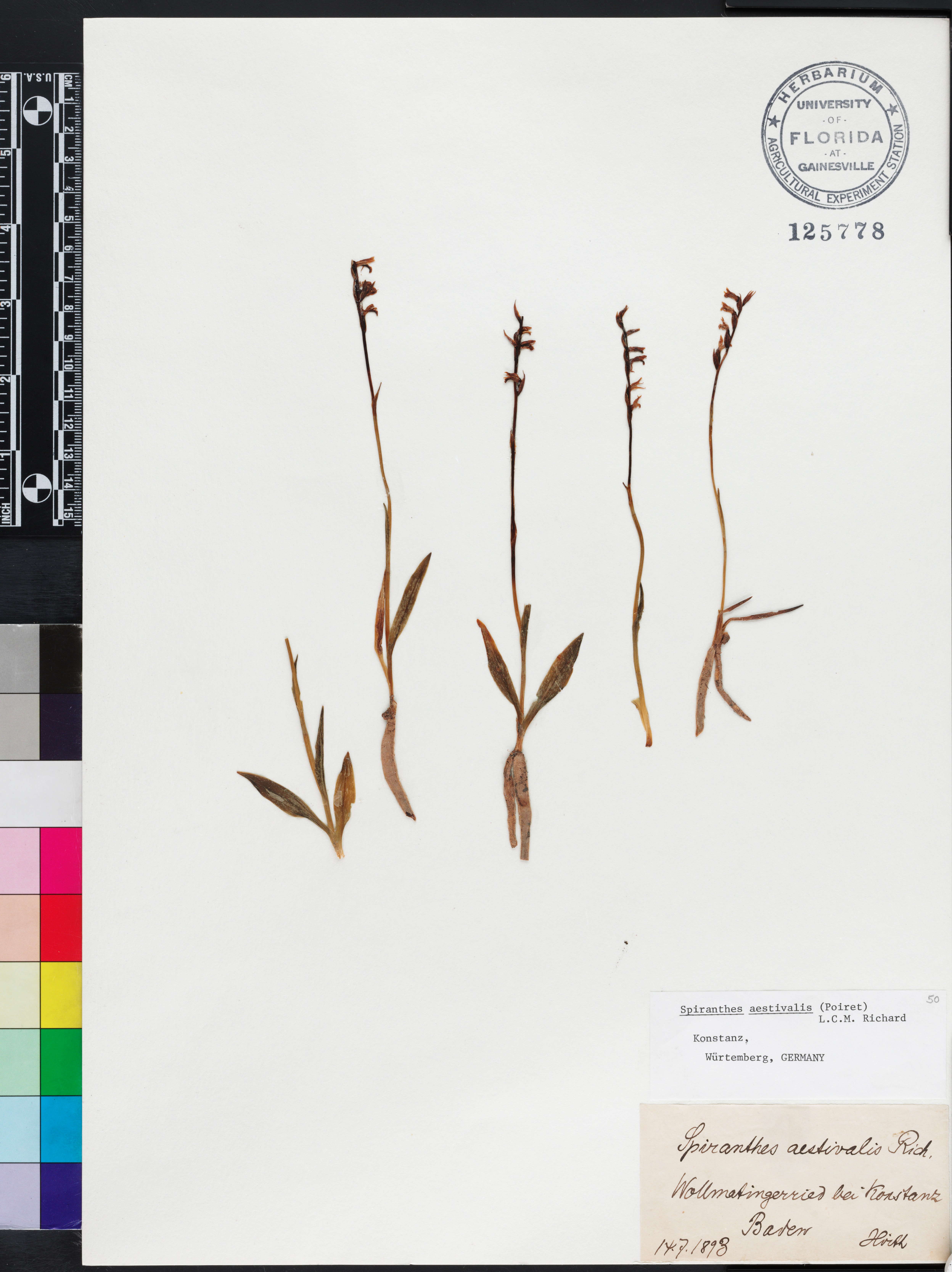Spiranthes aestivalis image