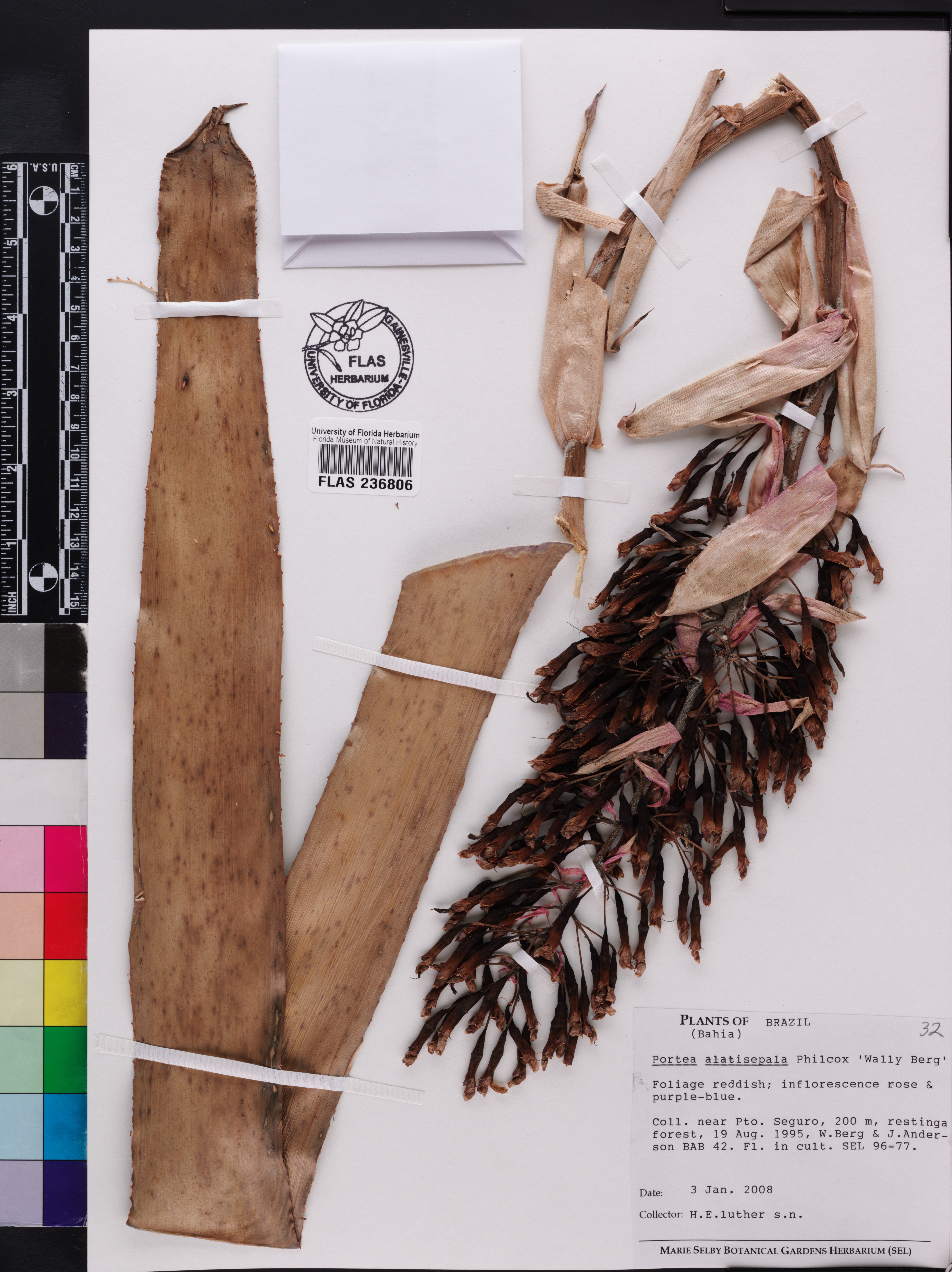 Portea alatisepala image