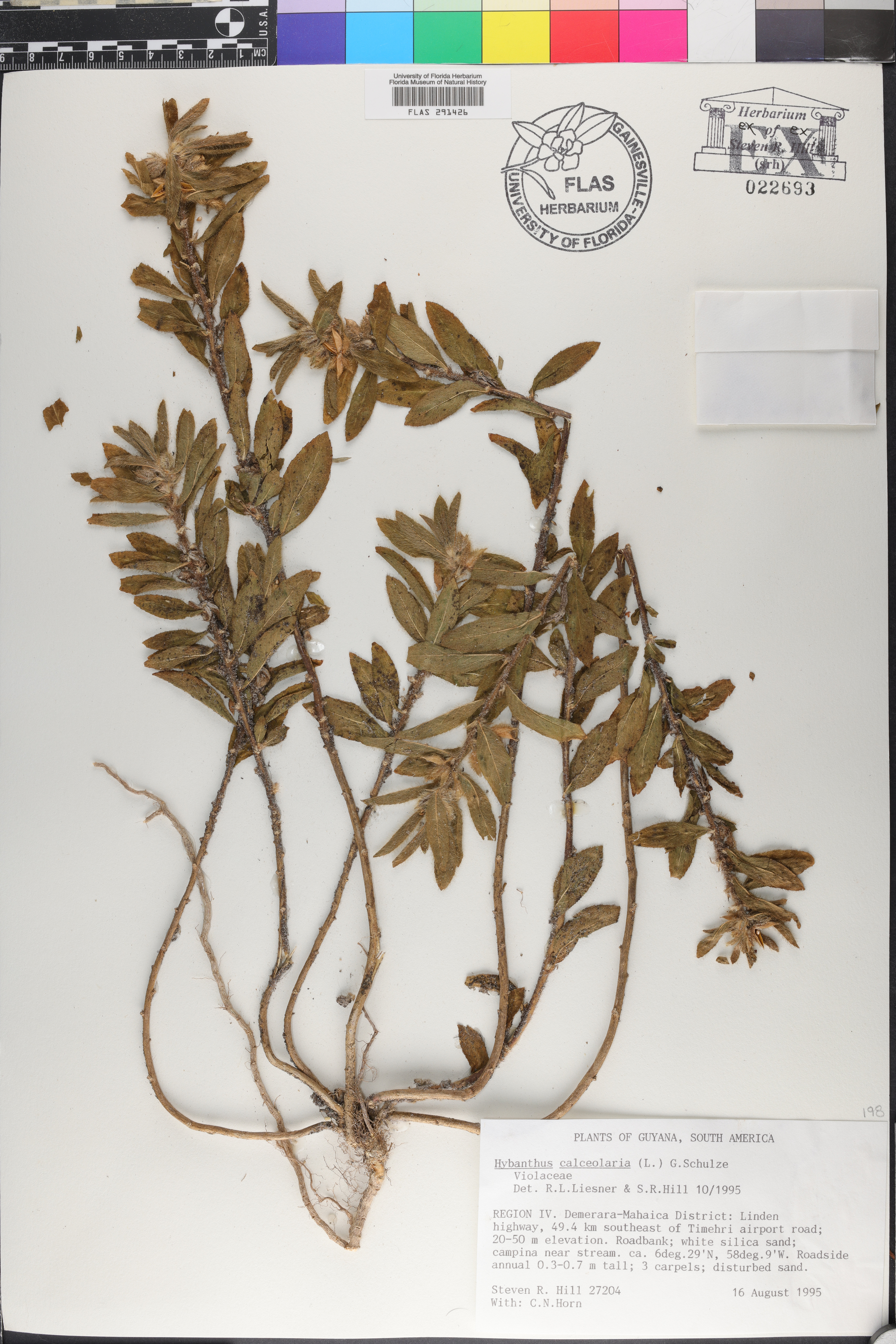 Hybanthus calceolaria image