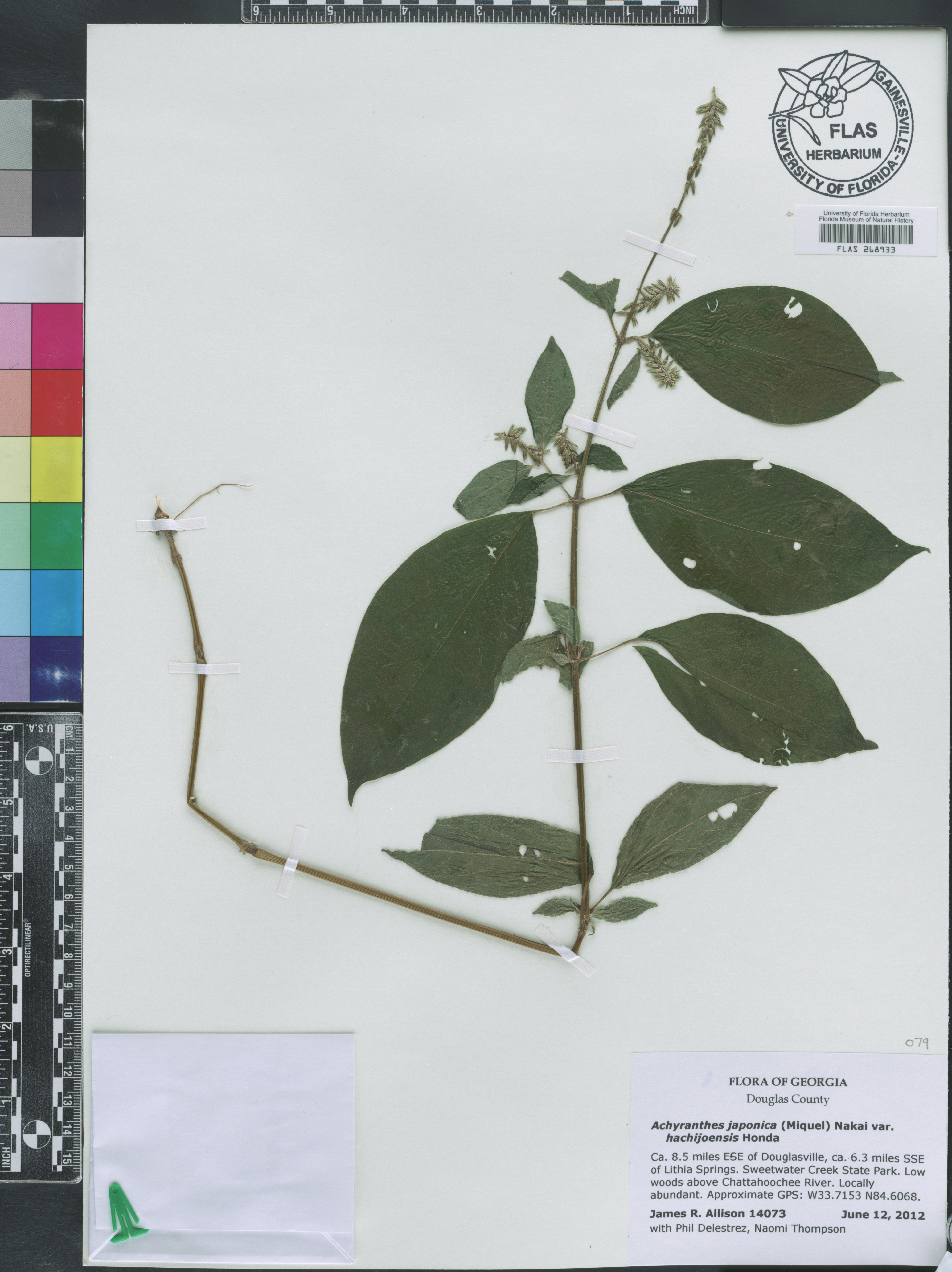 Achyranthes japonica var. hachijoensis image