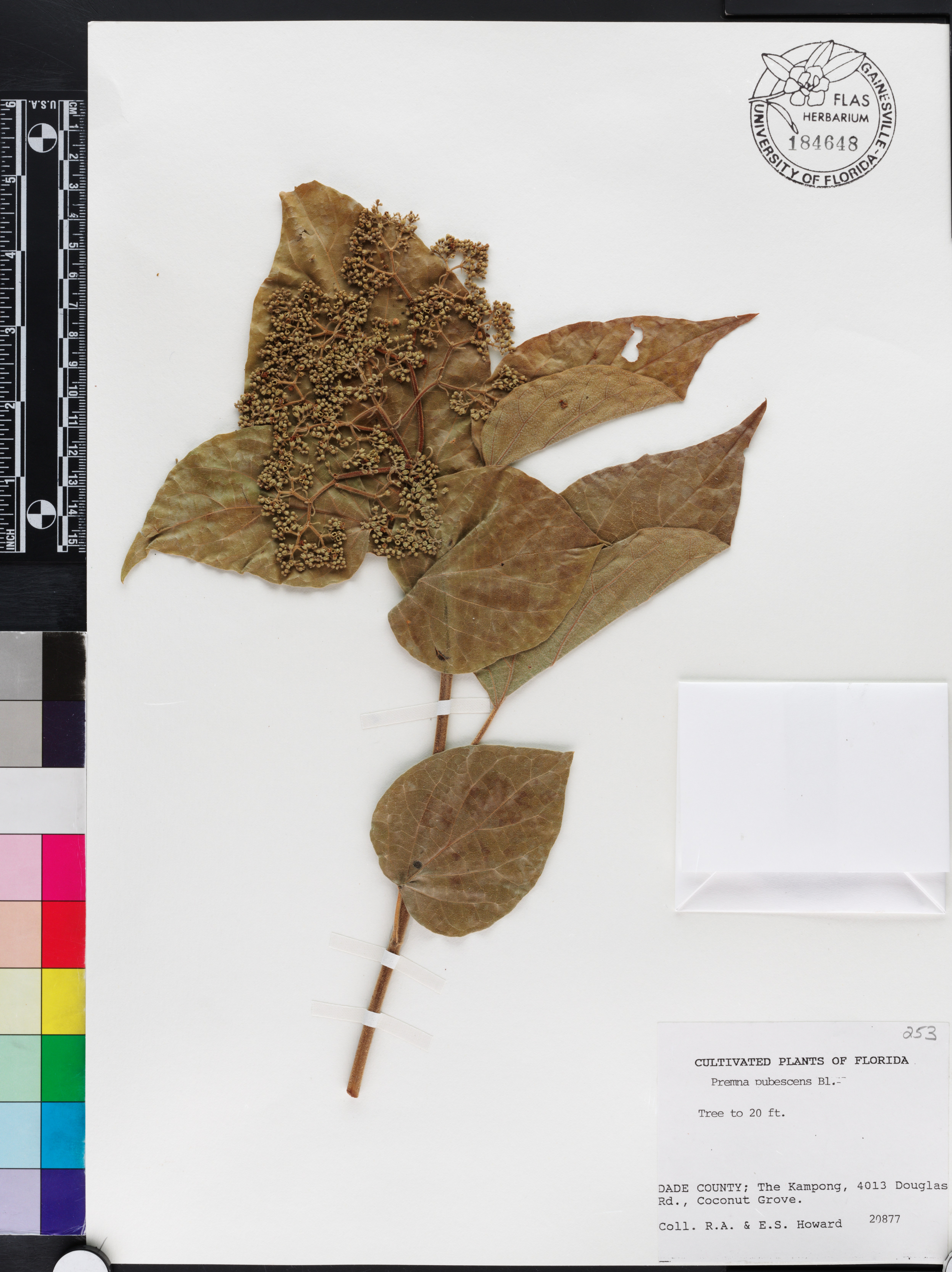 Premna pubescens image