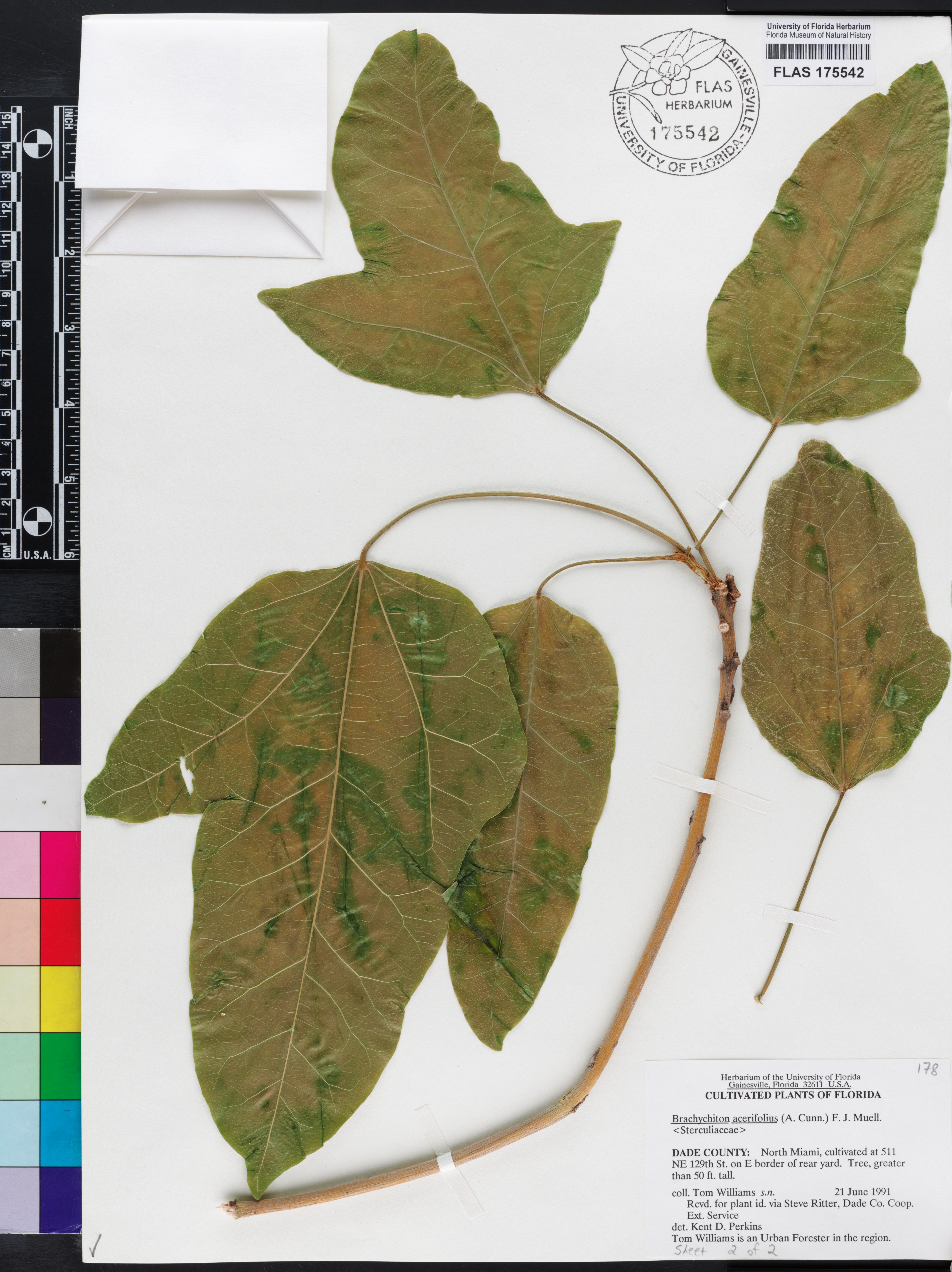 Brachychiton acerifolius image