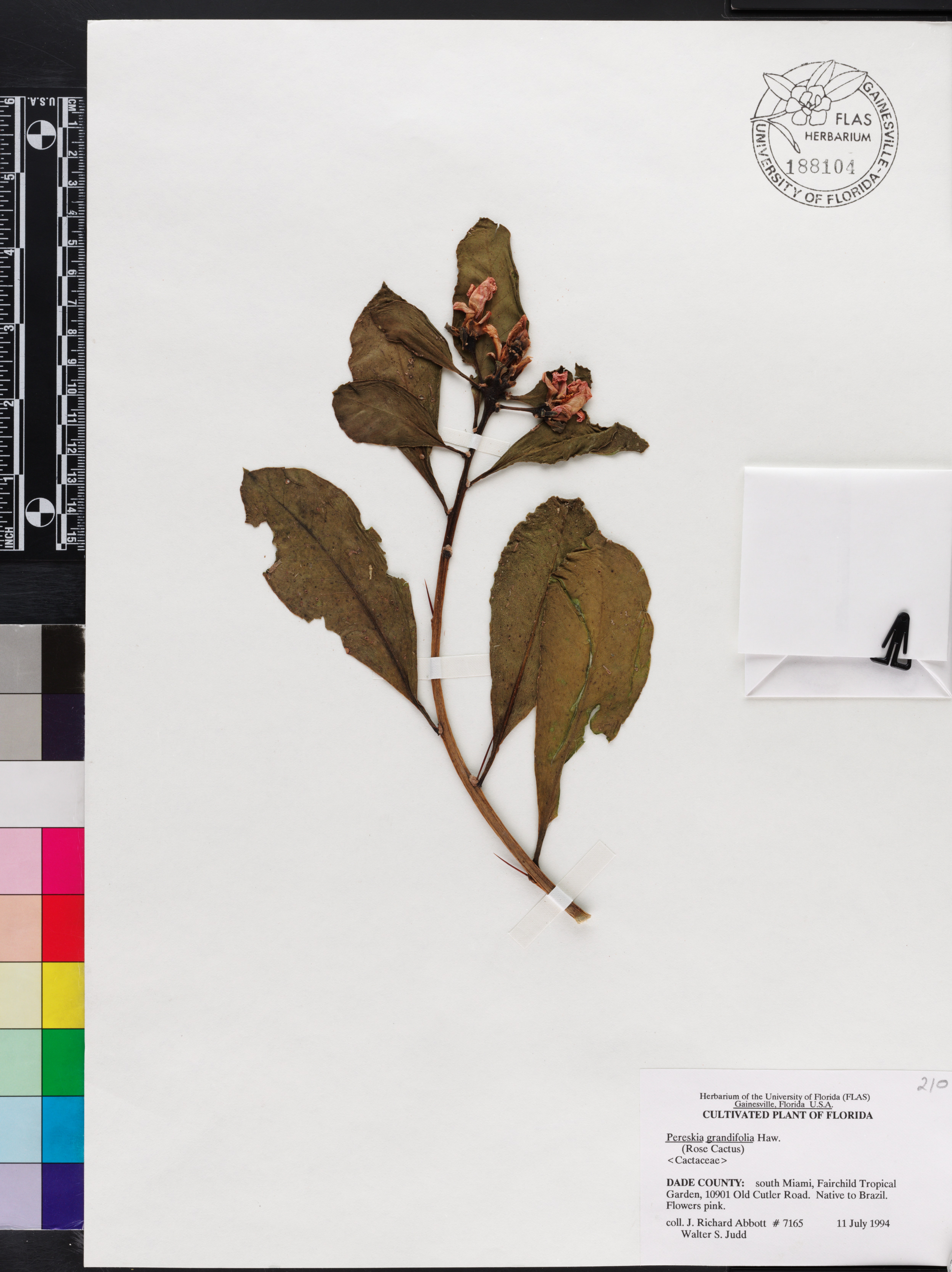 Pereskia grandifolia image