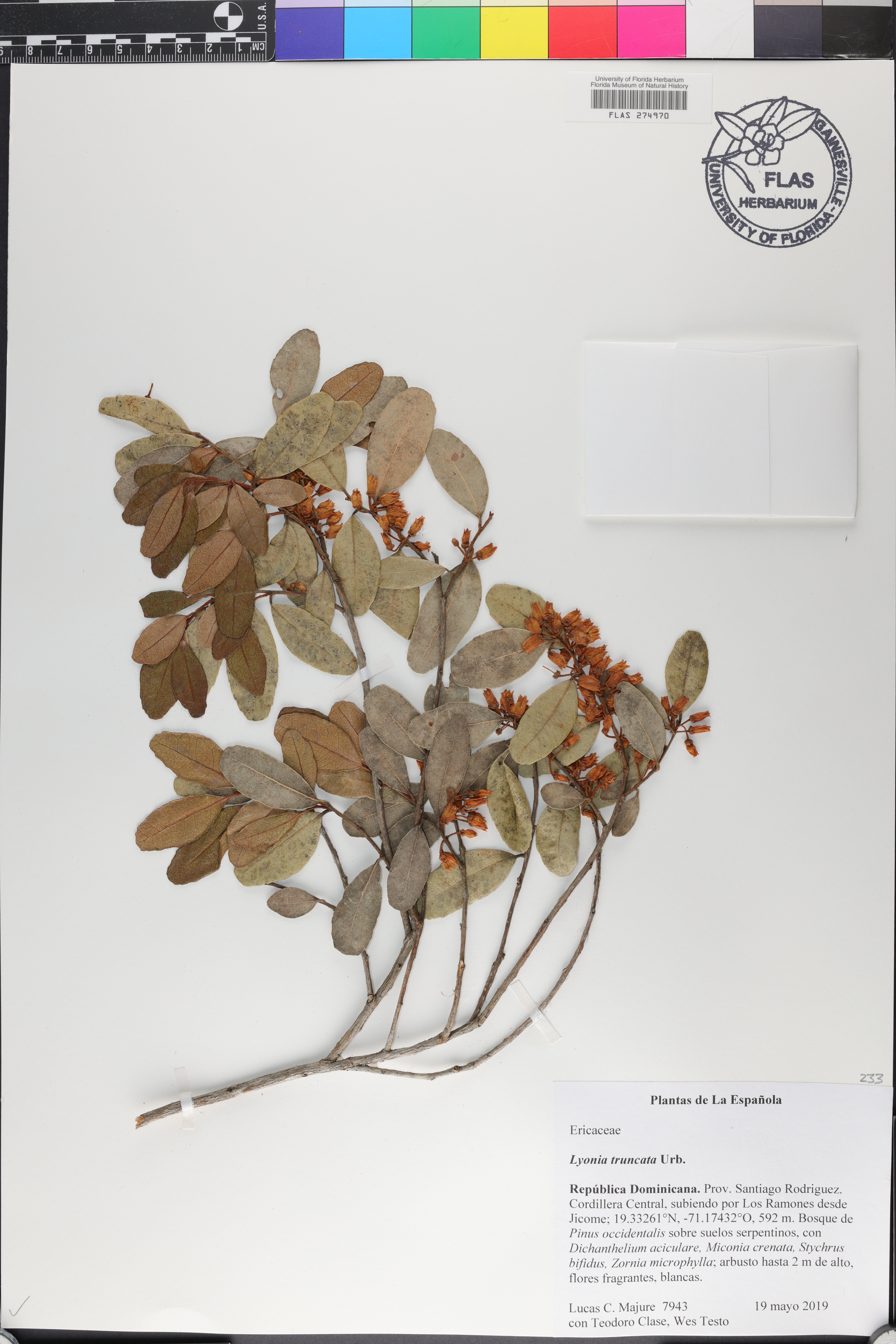 Lyonia truncata image