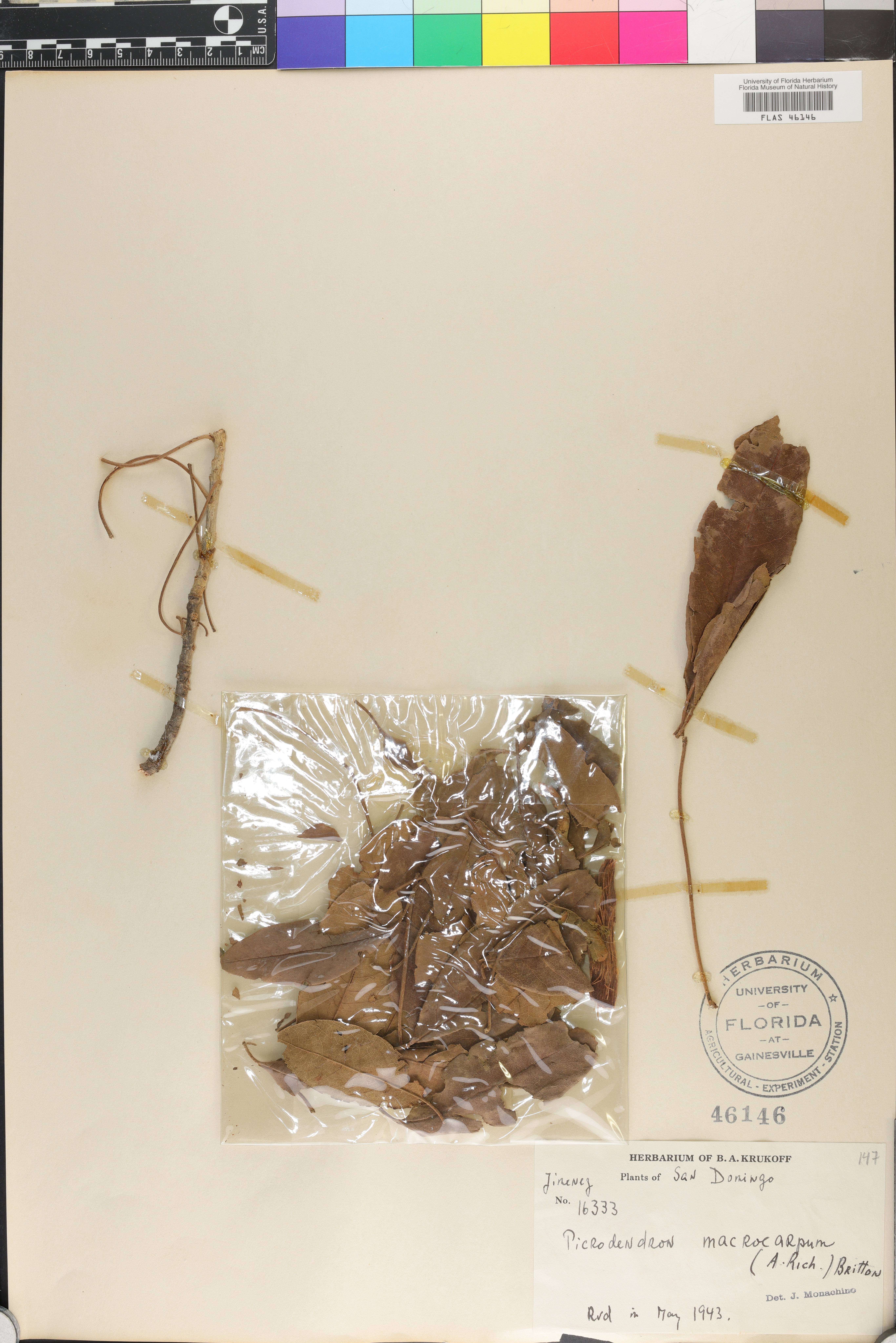 Picrodendron baccatum image