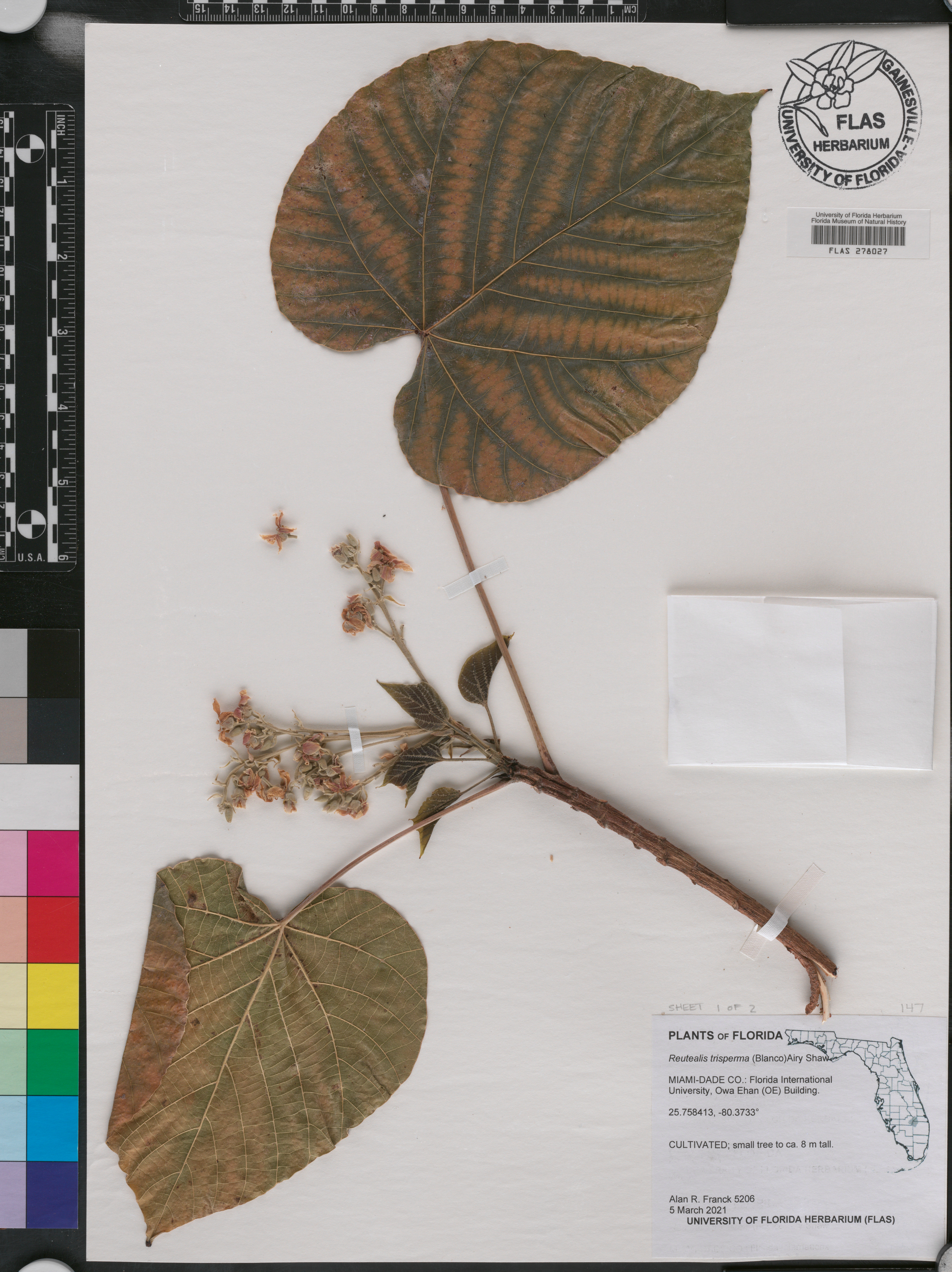 Reutealis trisperma image