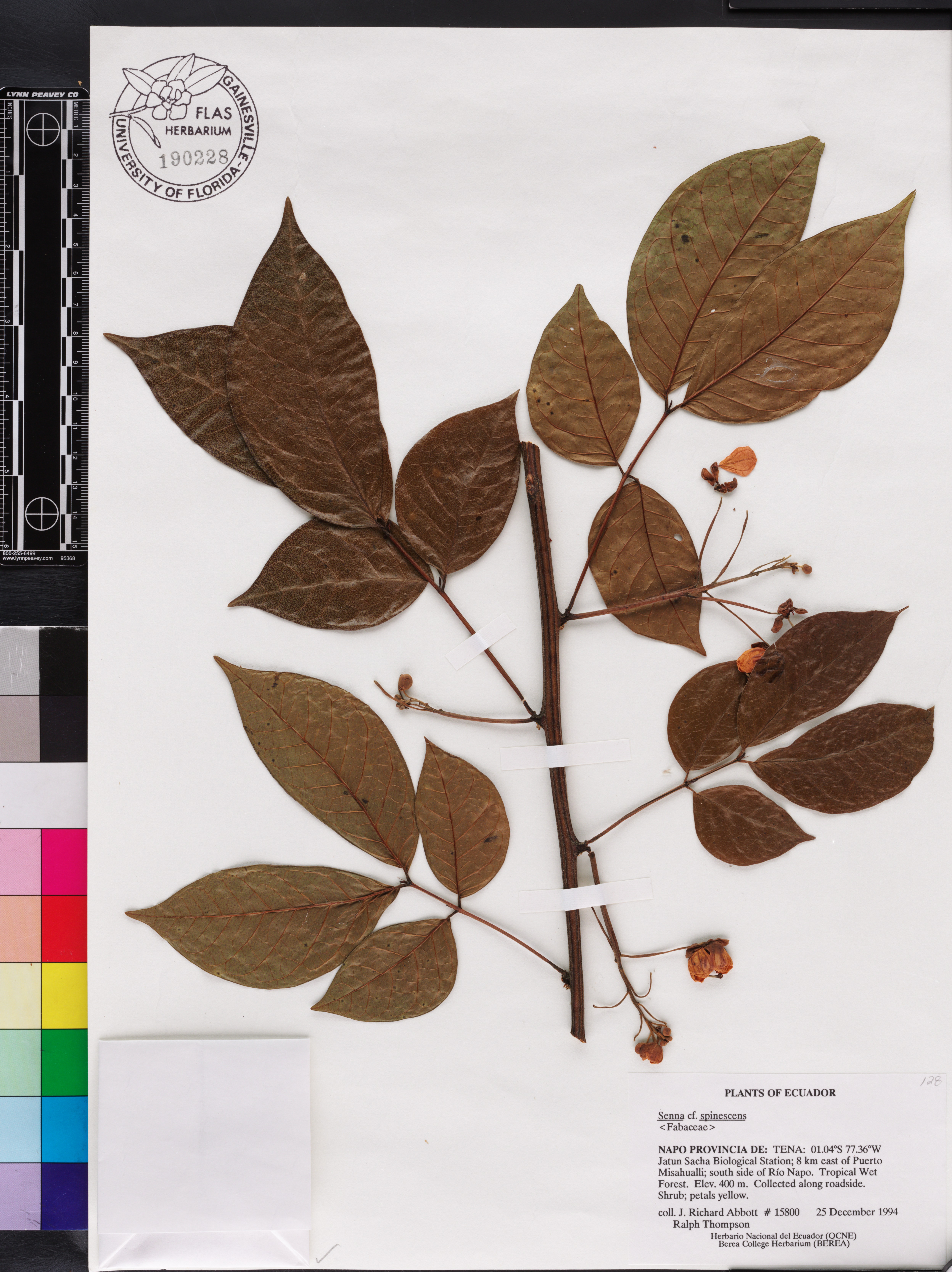 Senna spinescens image
