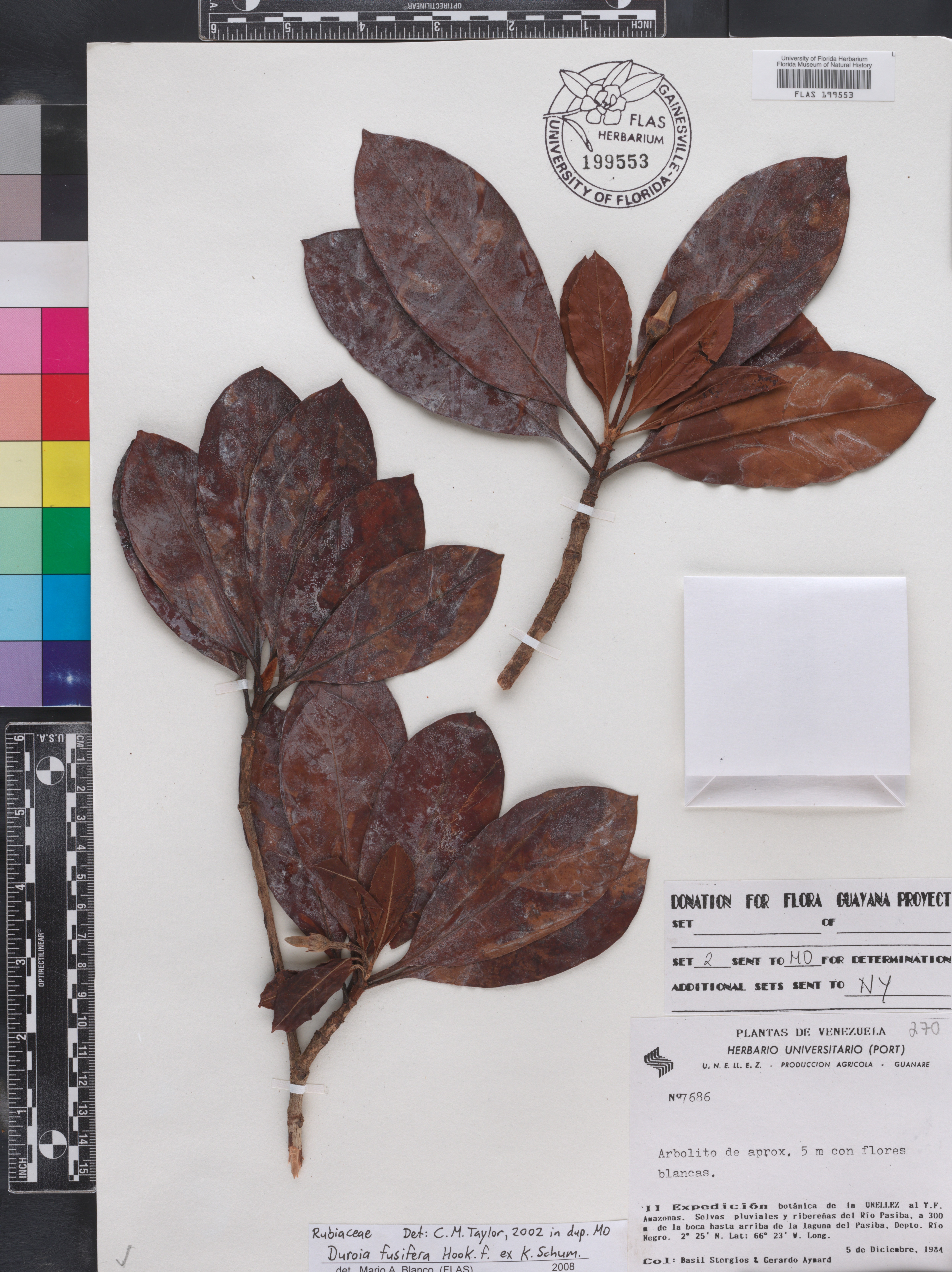 Duroia fusifera image
