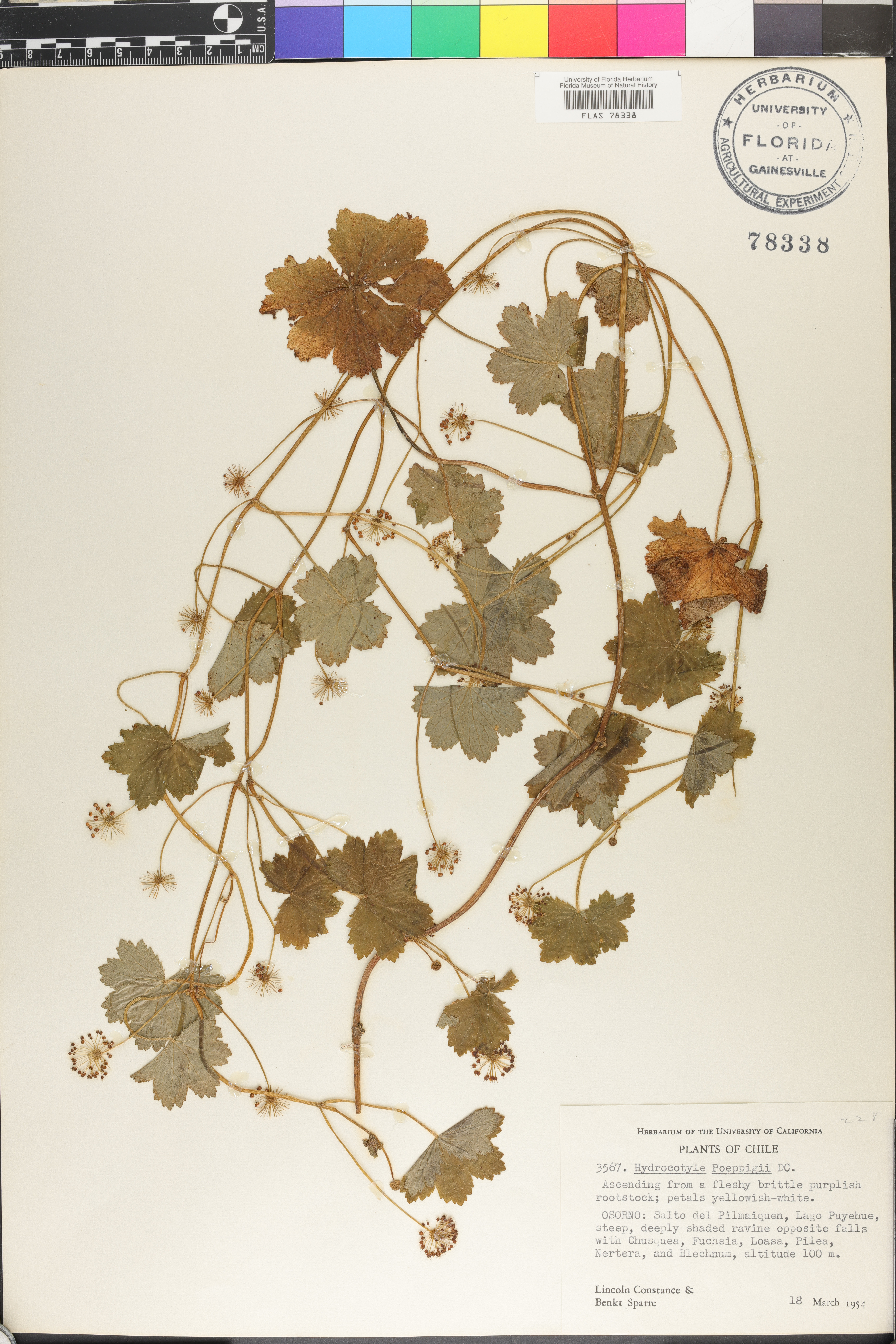 Hydrocotyle poeppigii image