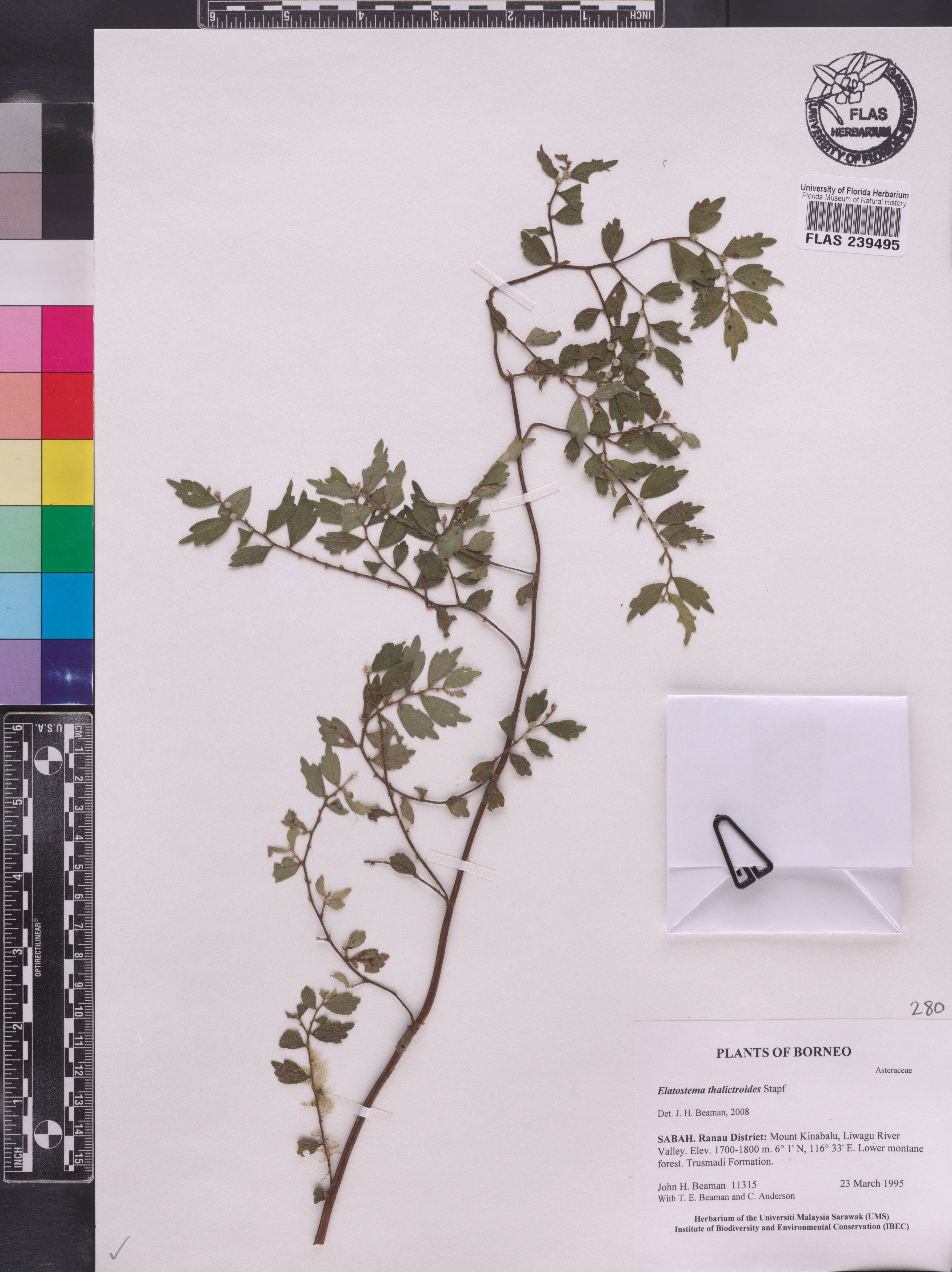 Elatostema thalictroides image