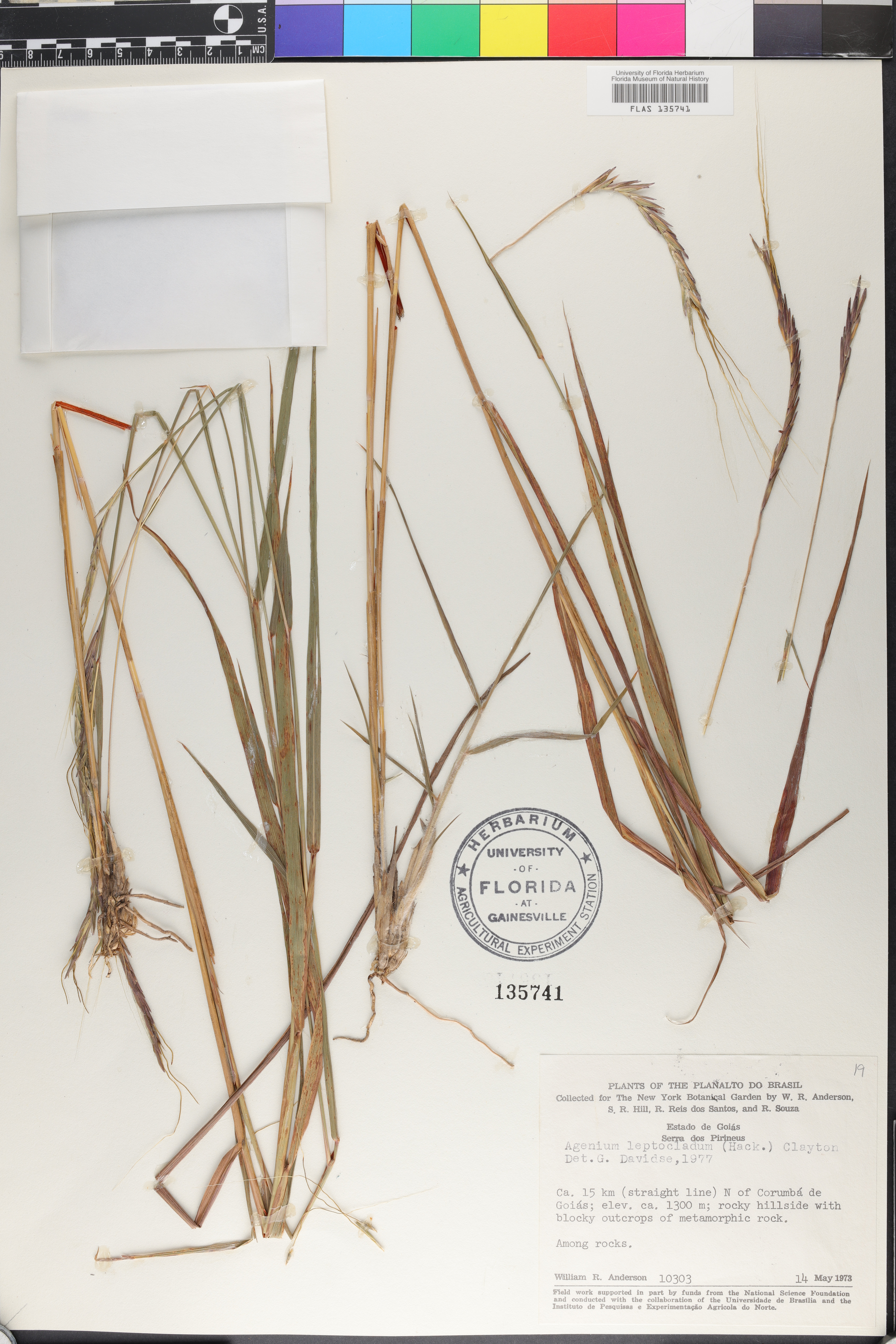 Agenium leptocladum image