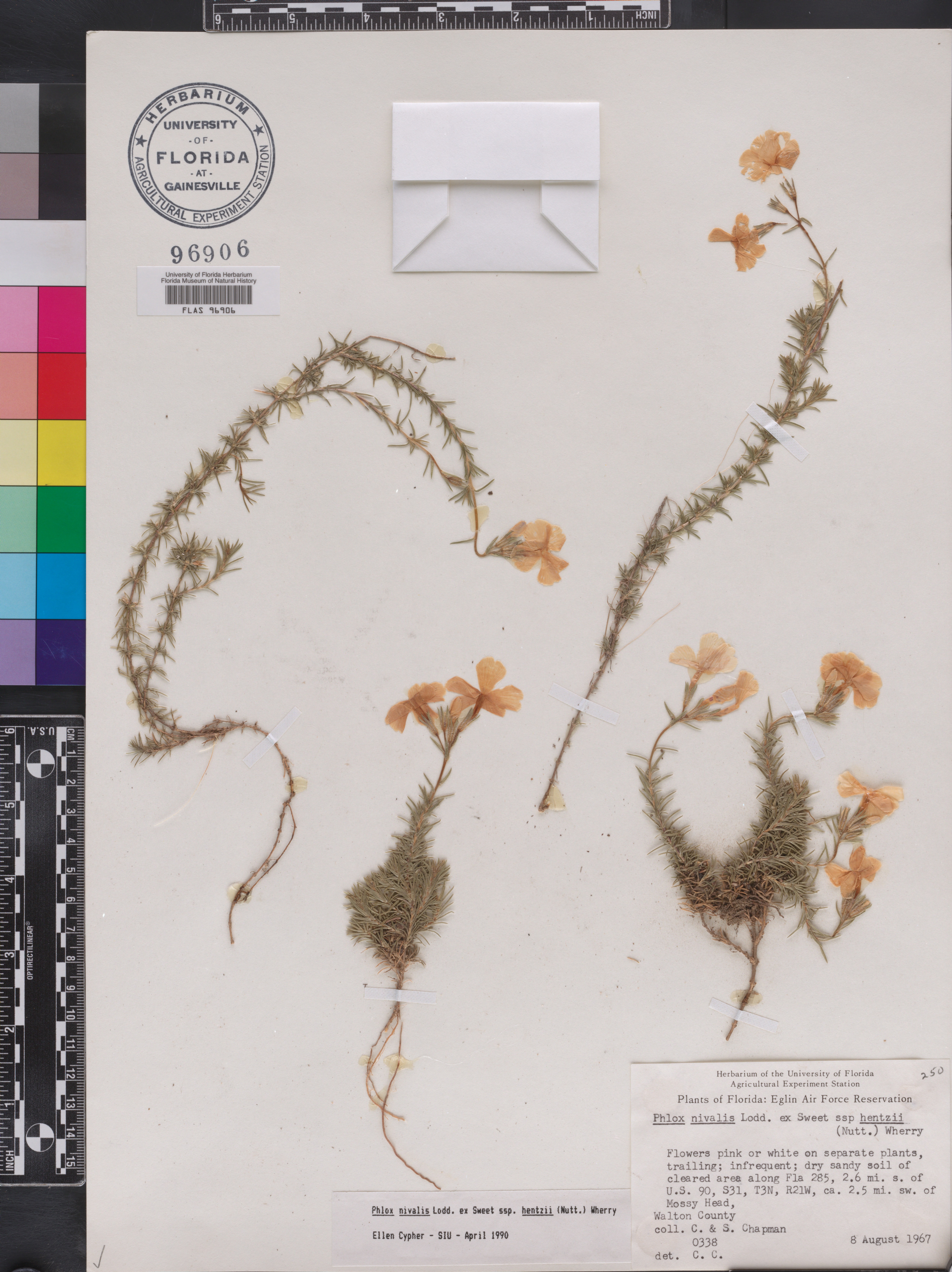 Phlox nivalis subsp. hentzii image