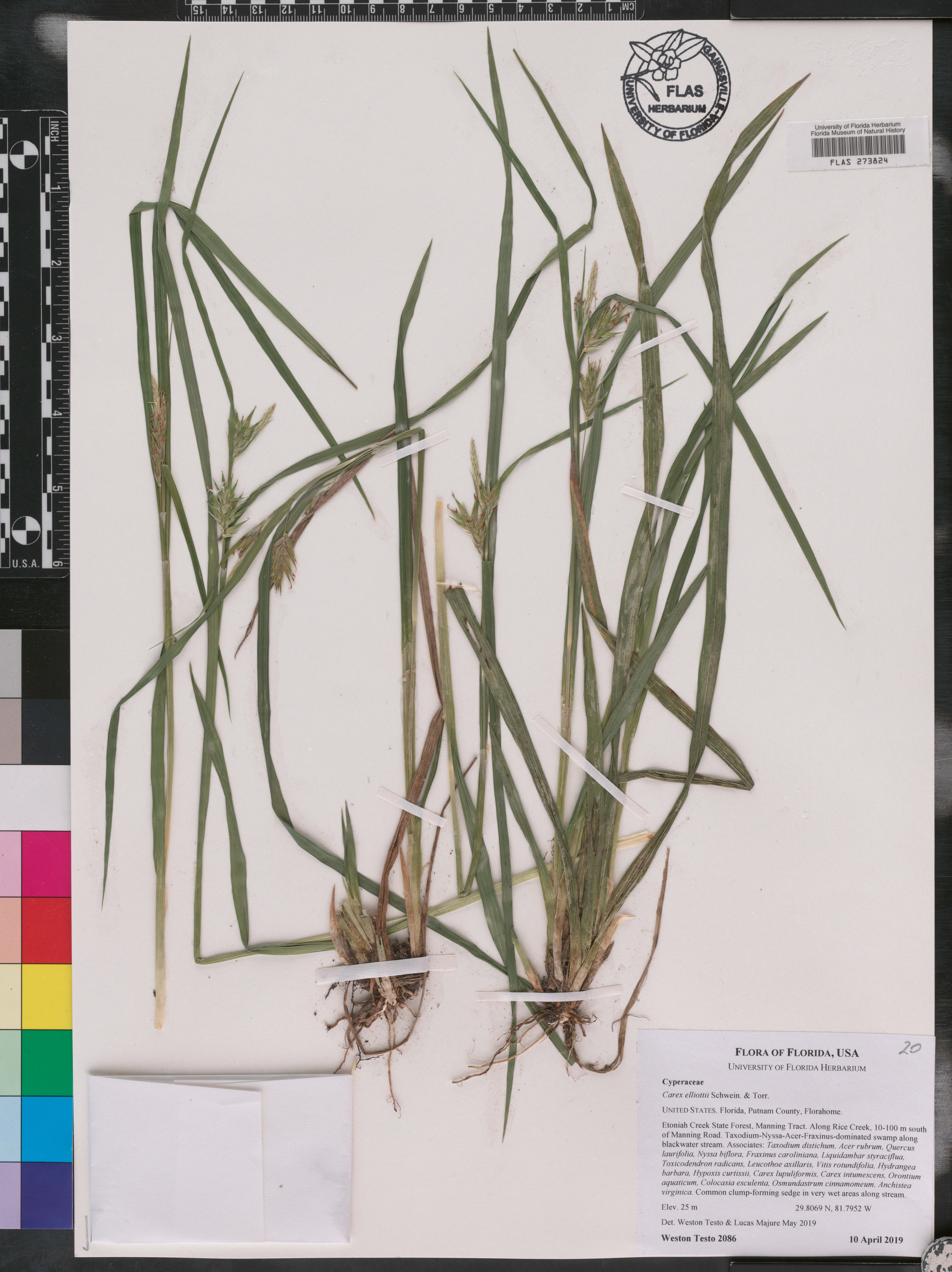 Carex elliottii image