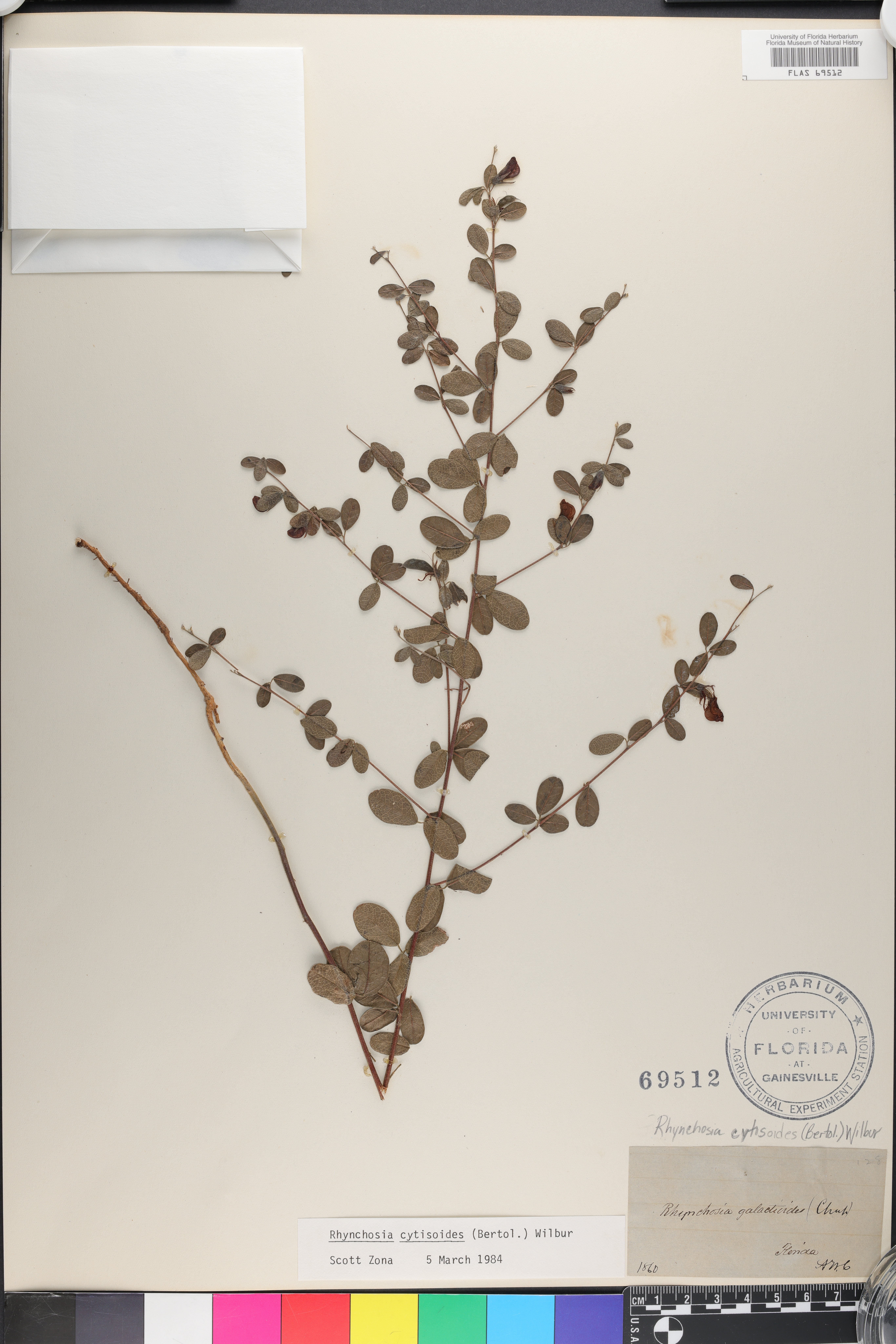 Rhynchosia cytisoides image