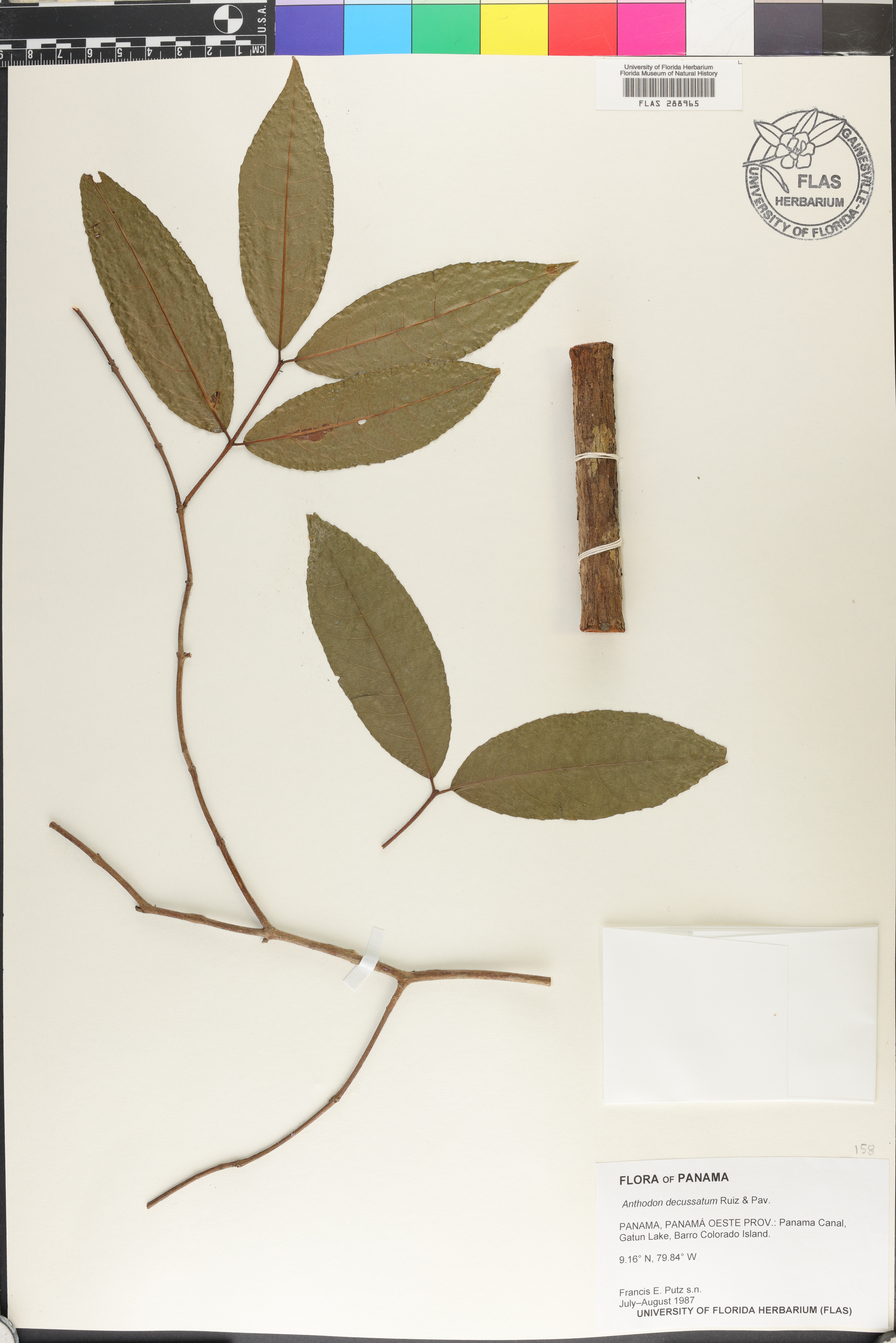 Anthodon decussatum image
