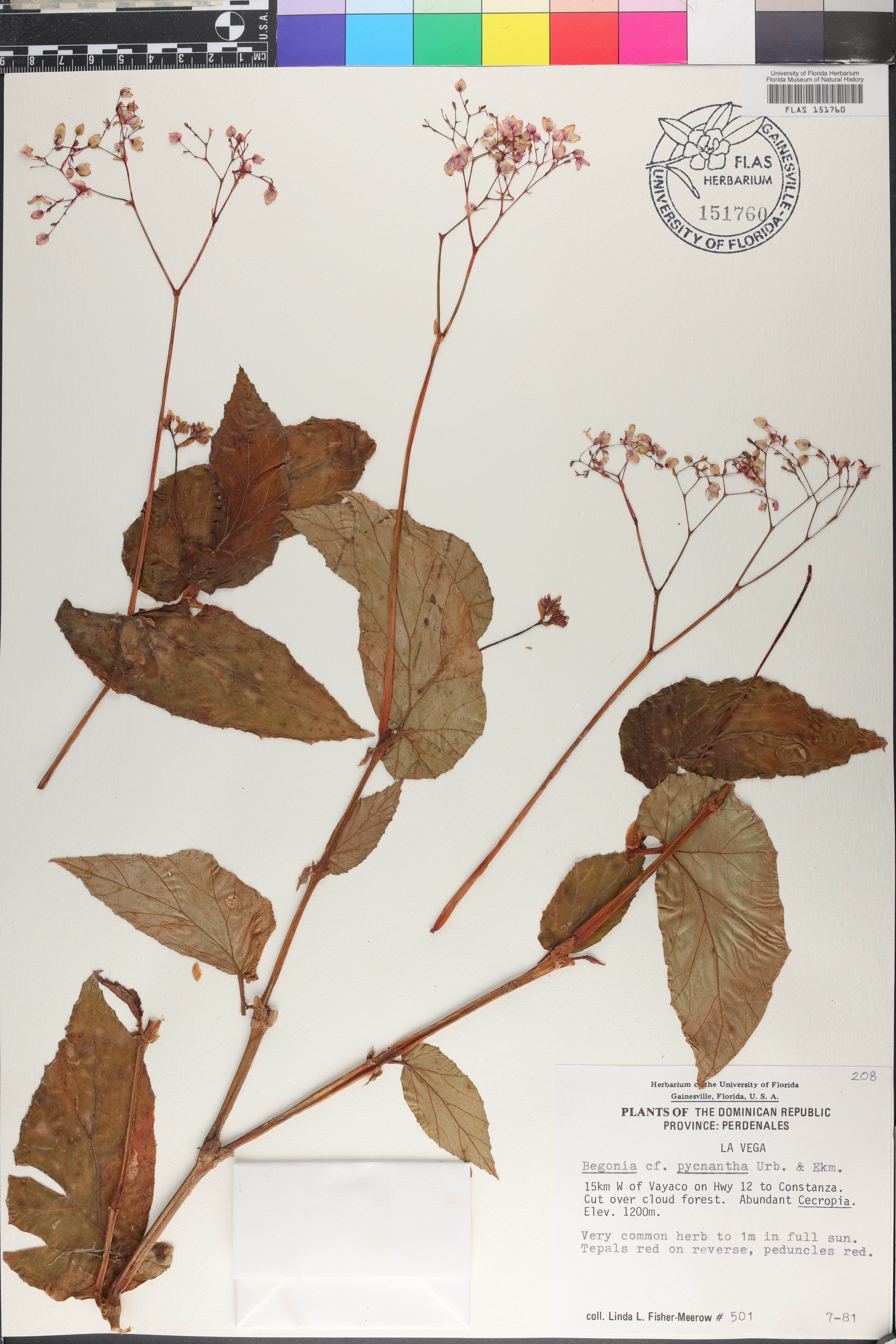 Begonia pycnantha image