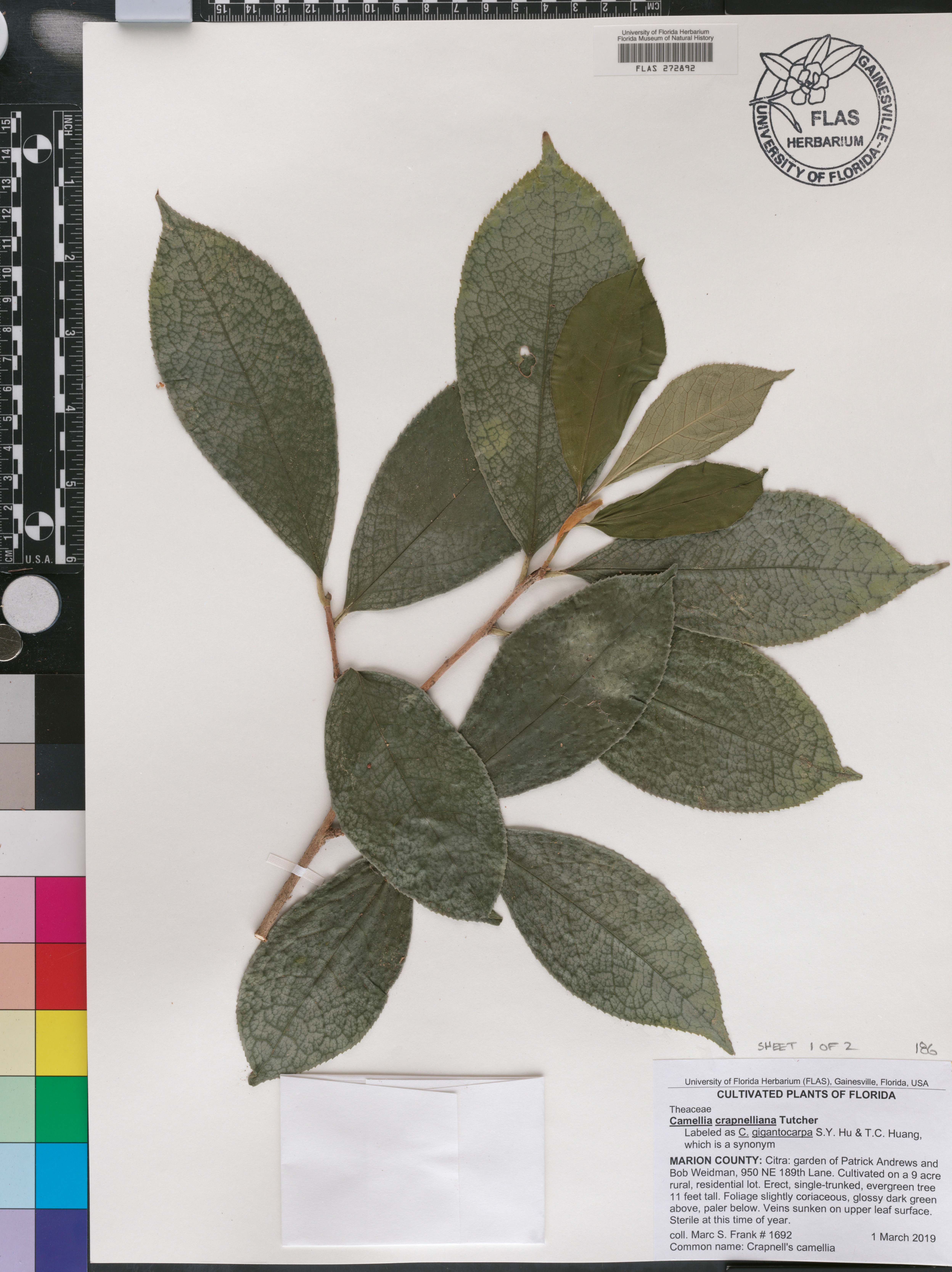 Camellia crapnelliana image