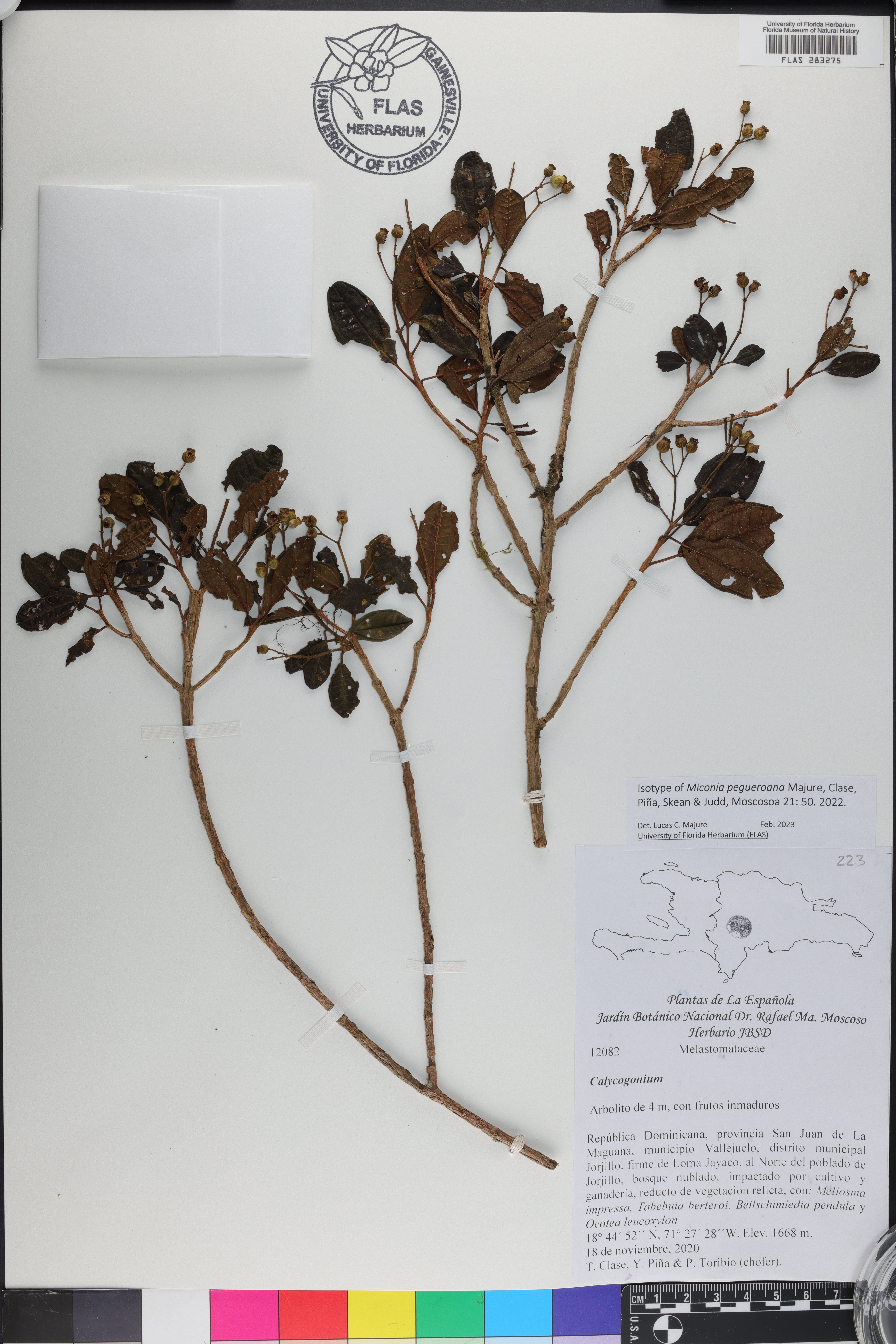 Calycogonium
