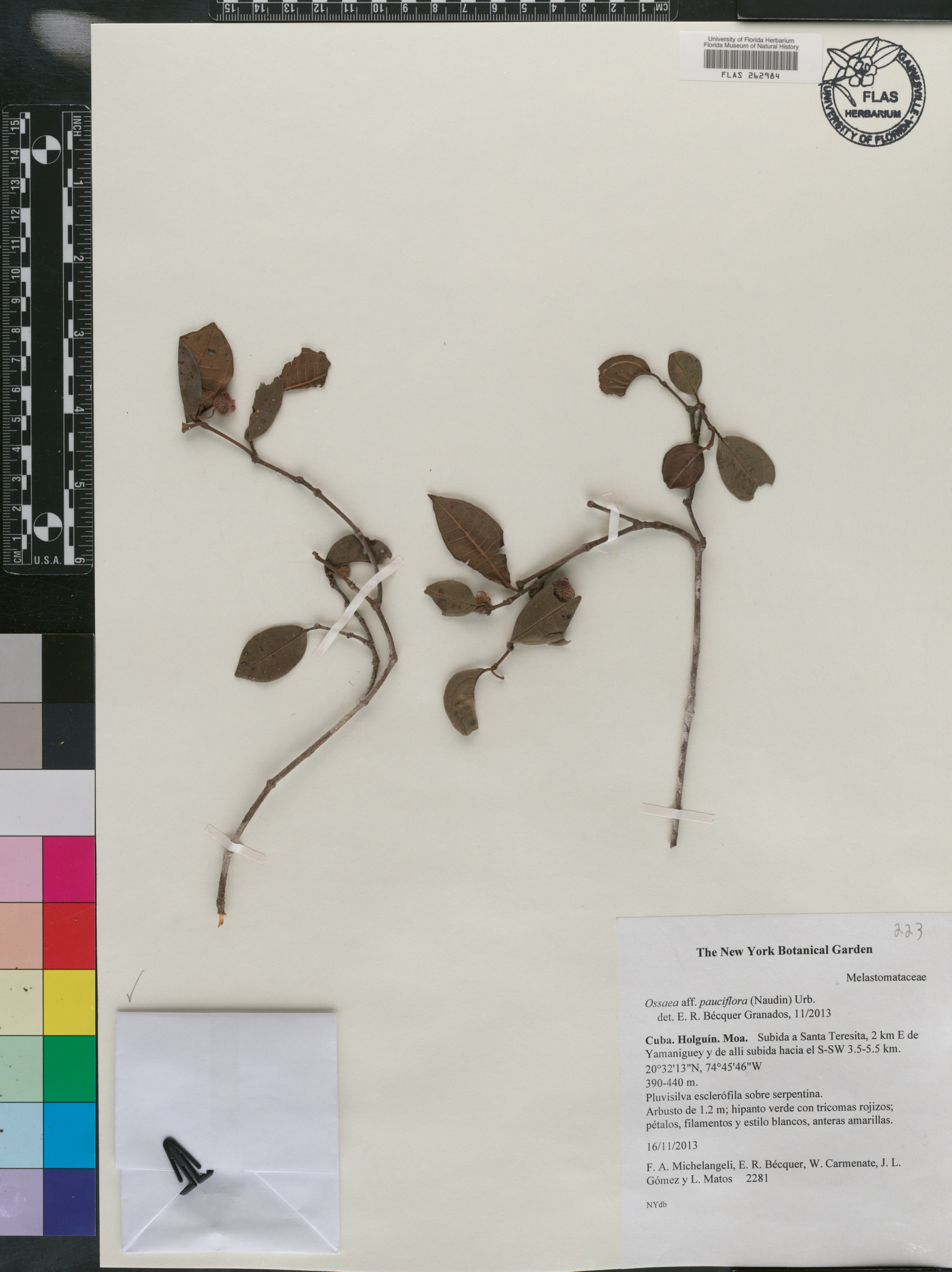 Ossaea pauciflora image