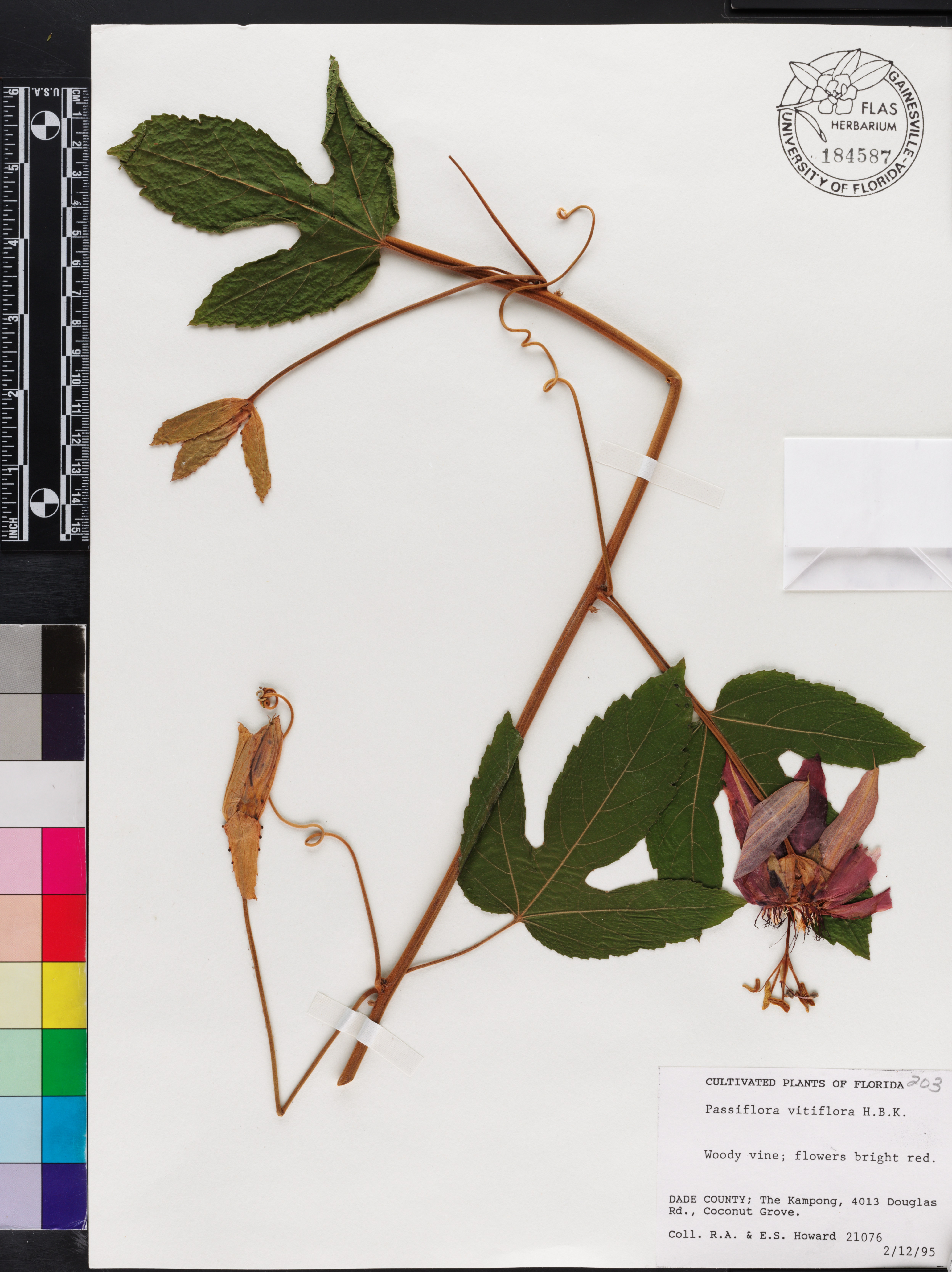 Passiflora vitifolia image
