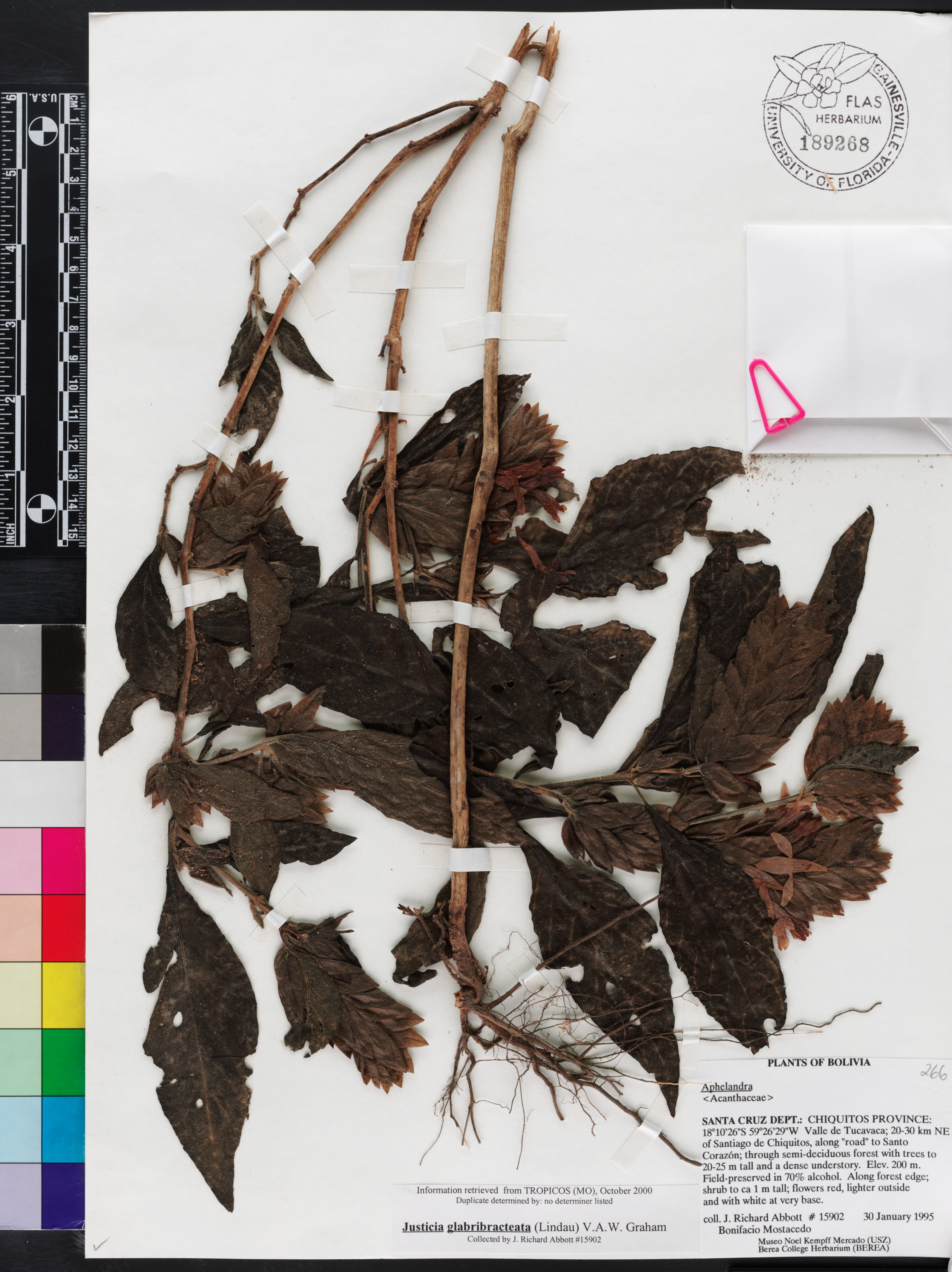 Justicia aequilabris subsp. glabribracteata image