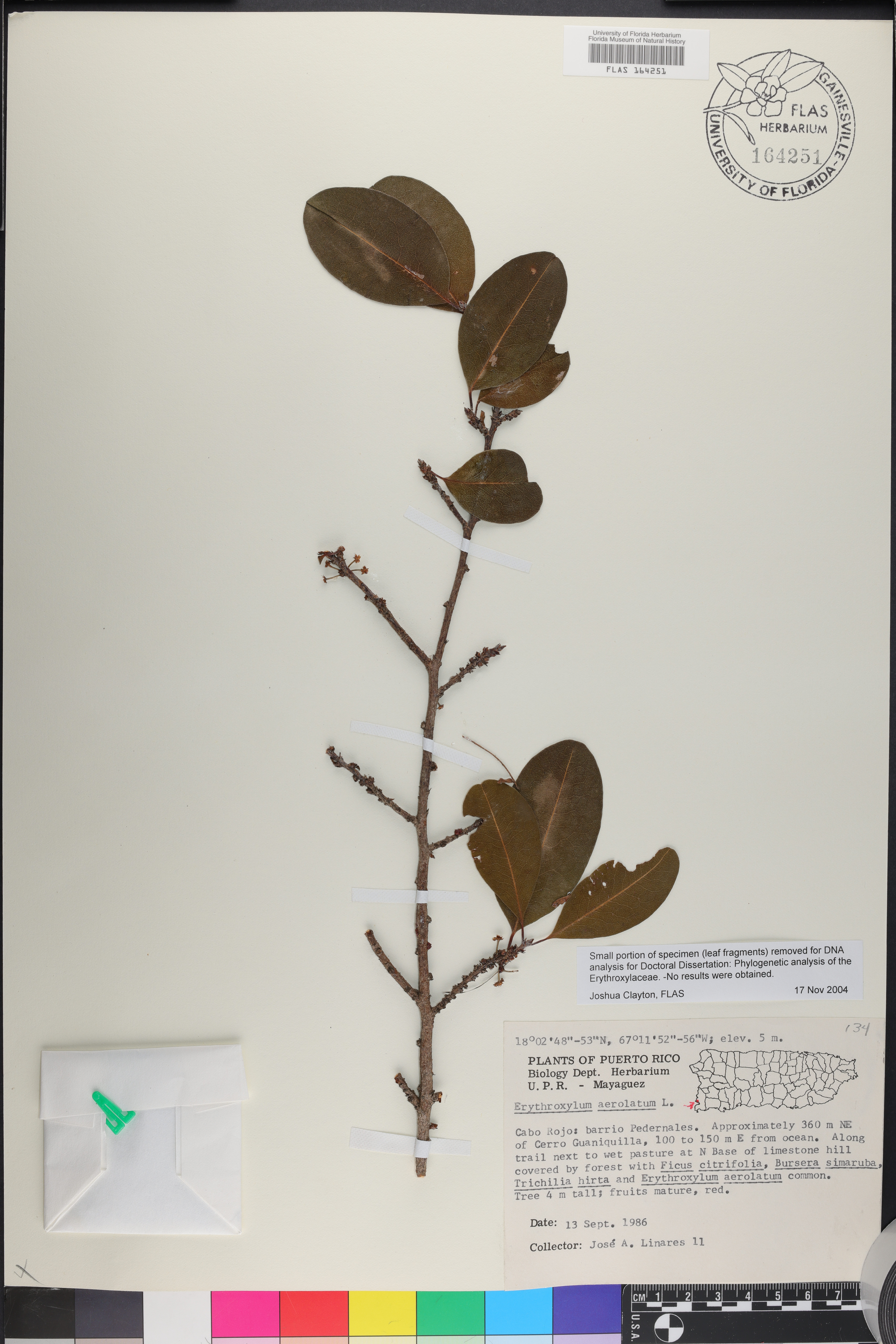 Erythroxylum areolatum
