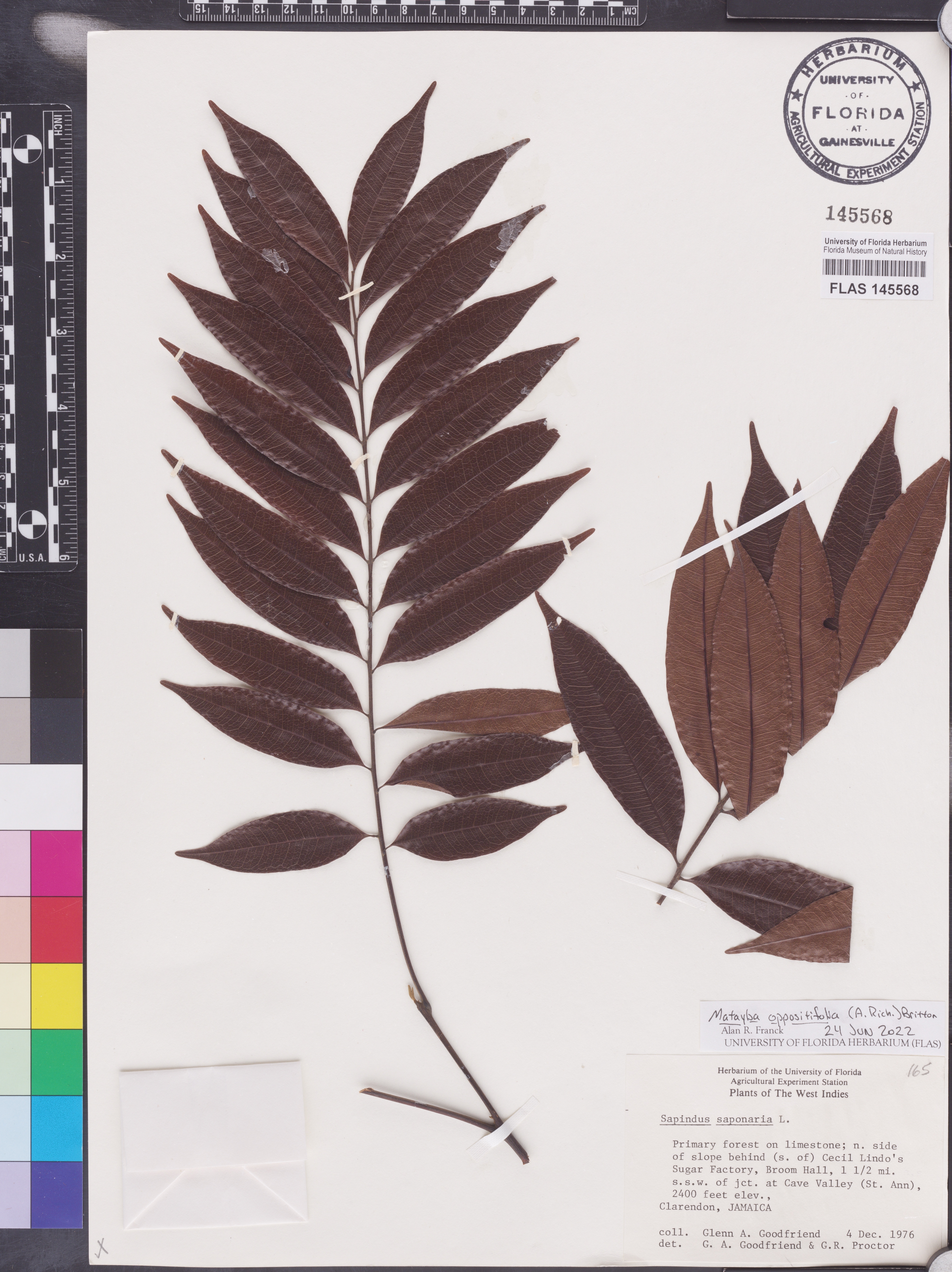 Matayba oppositifolia image