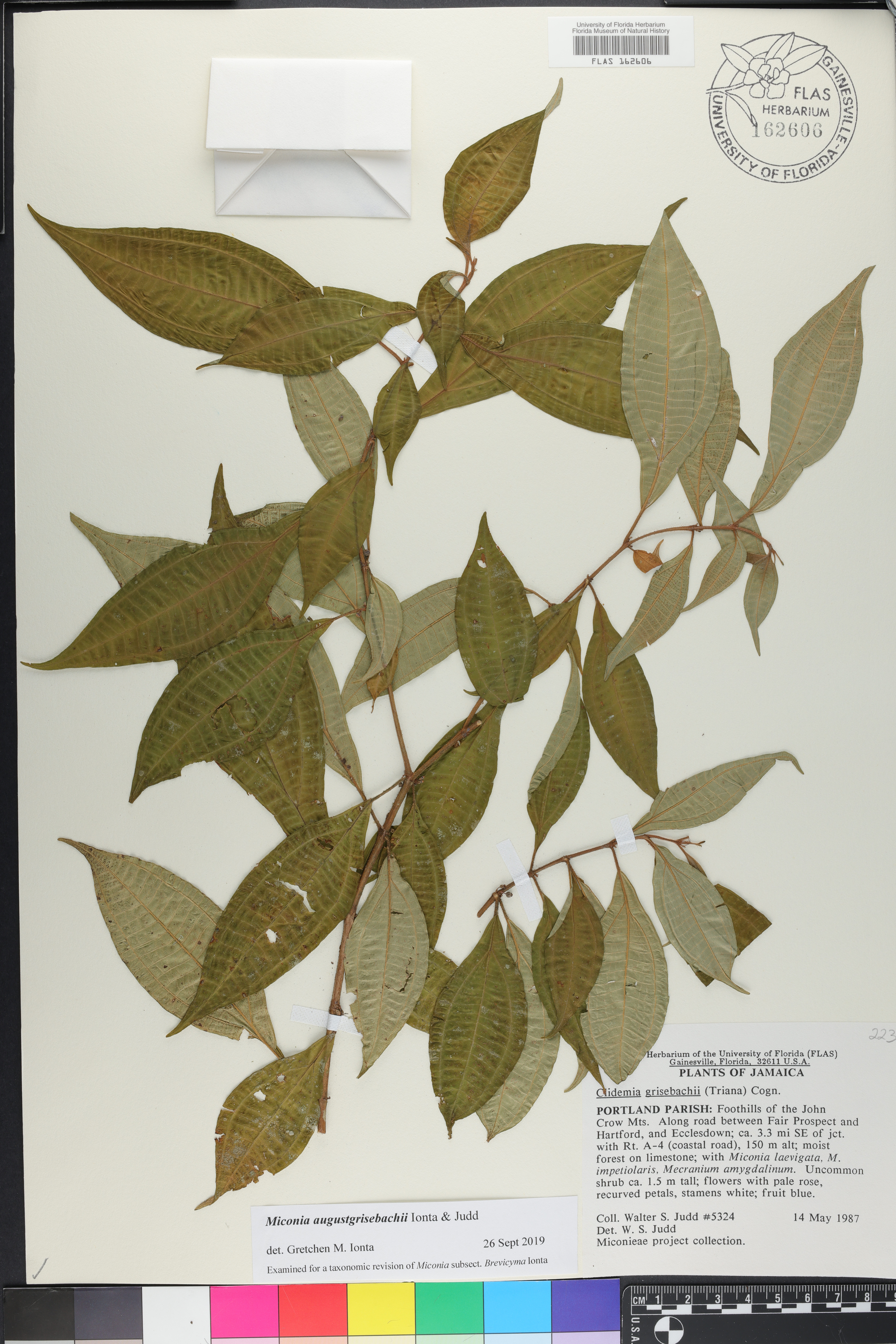 Miconia augustgrisebachii image
