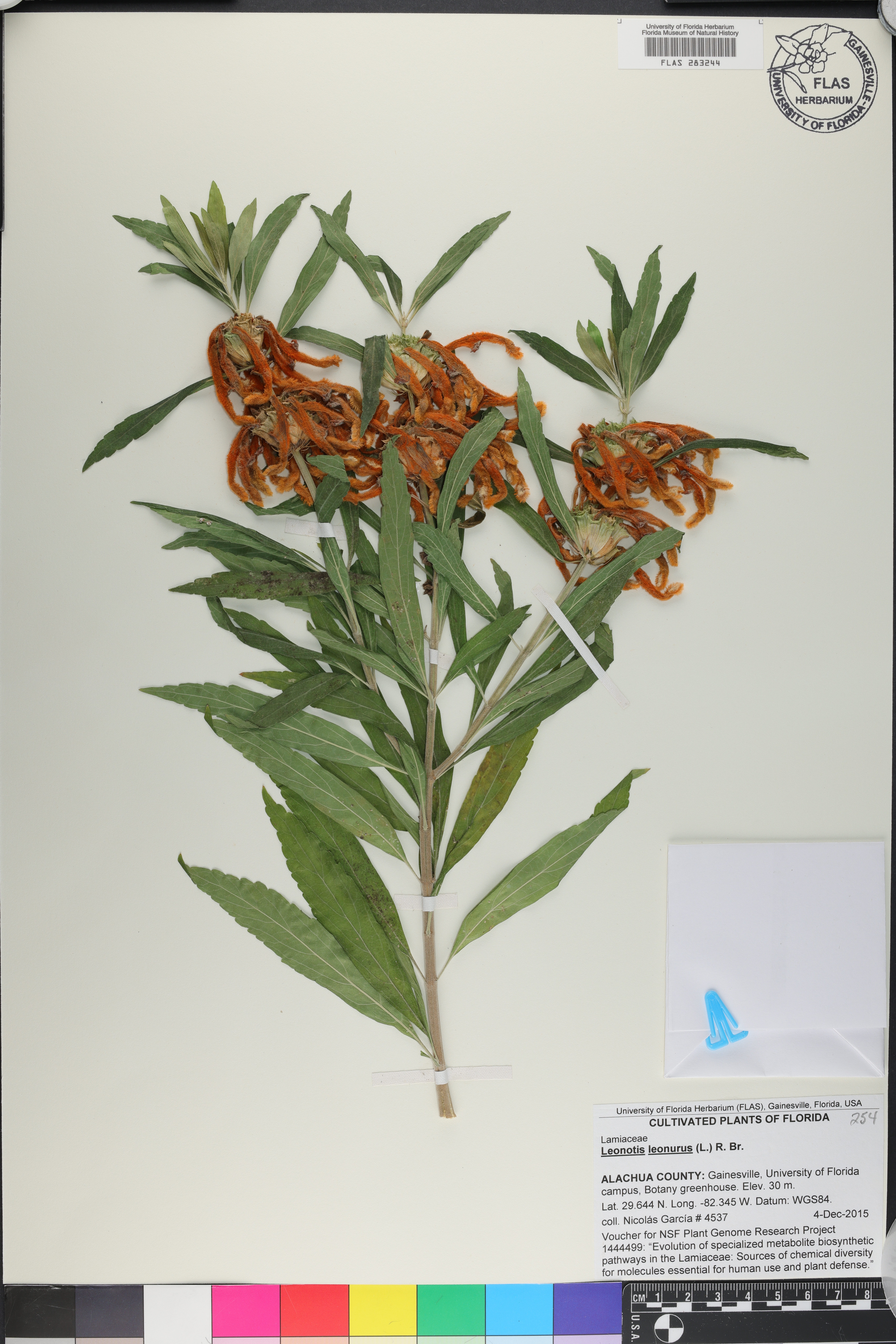 Leonotis leonurus image