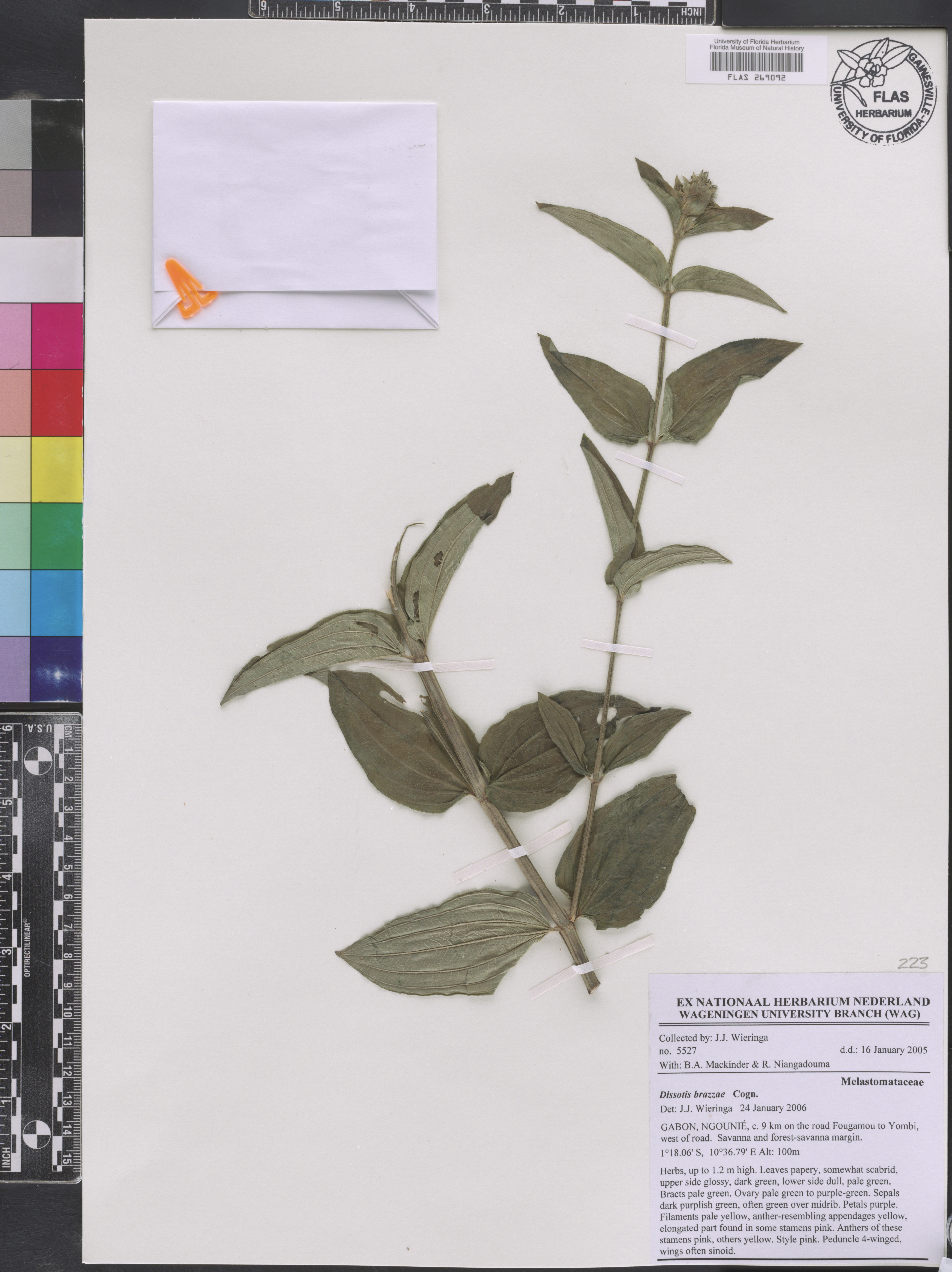 Dupineta brazzae image