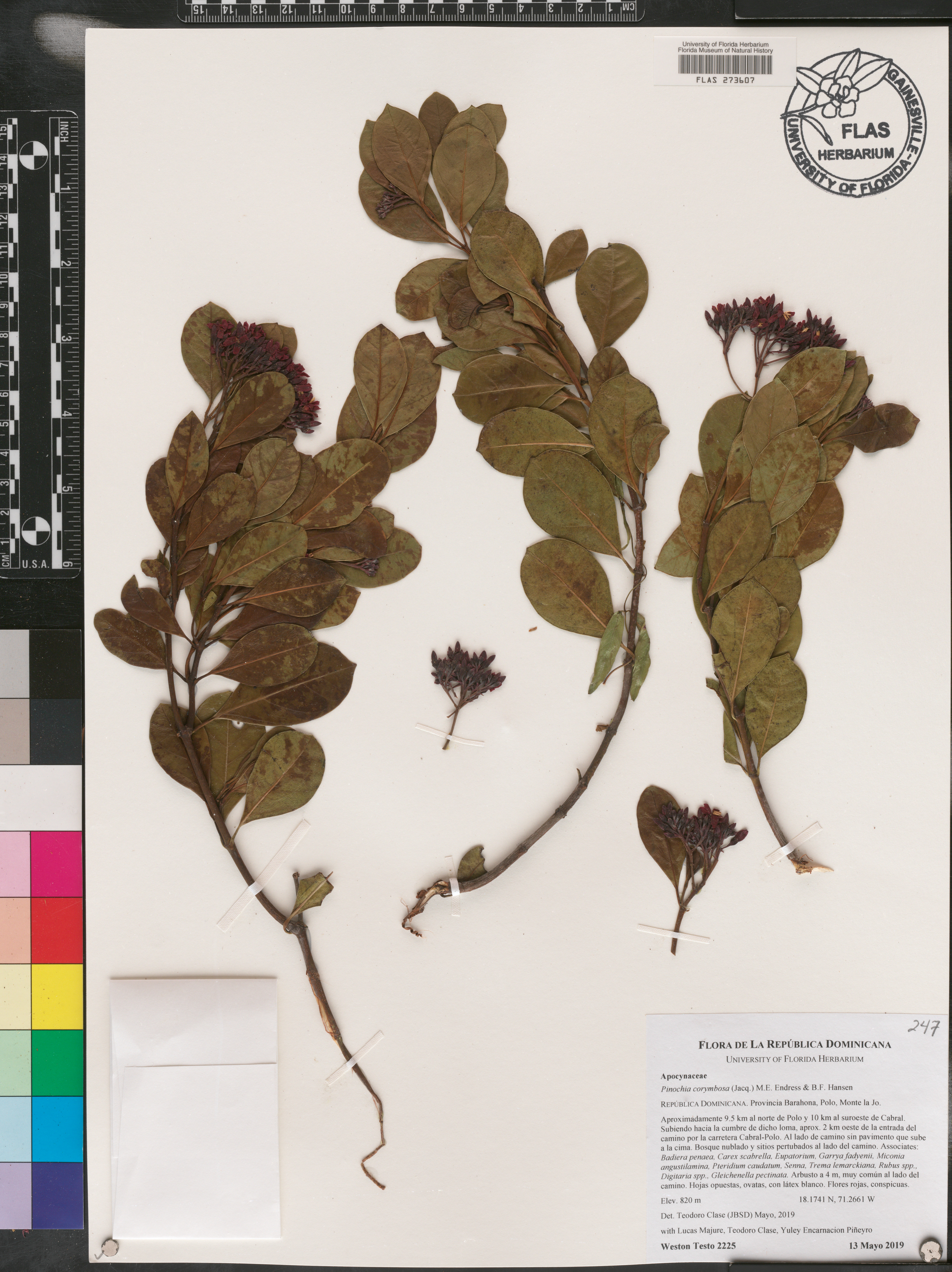 Pinochia image