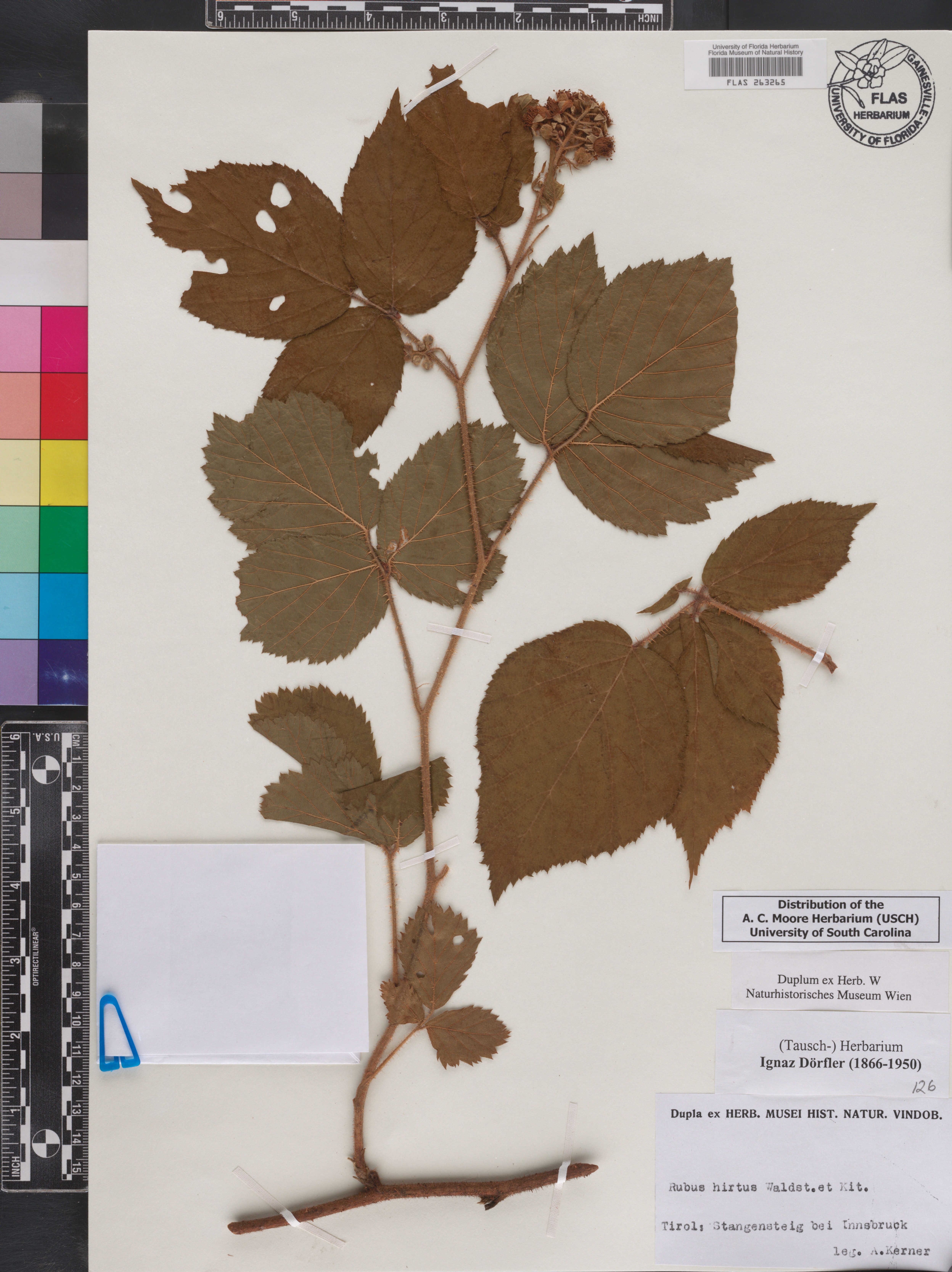 Rubus proiectus image