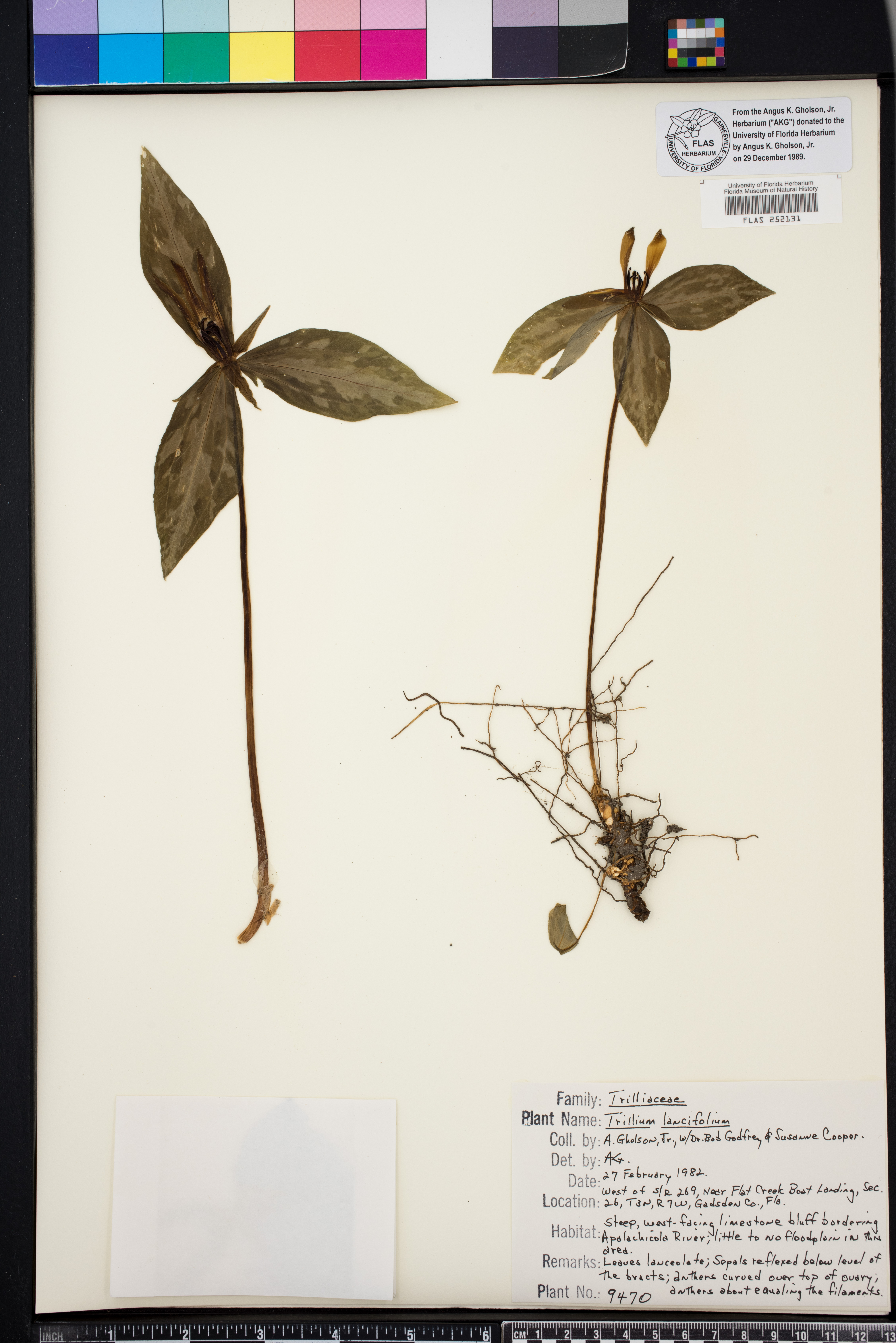 Trillium lancifolium image