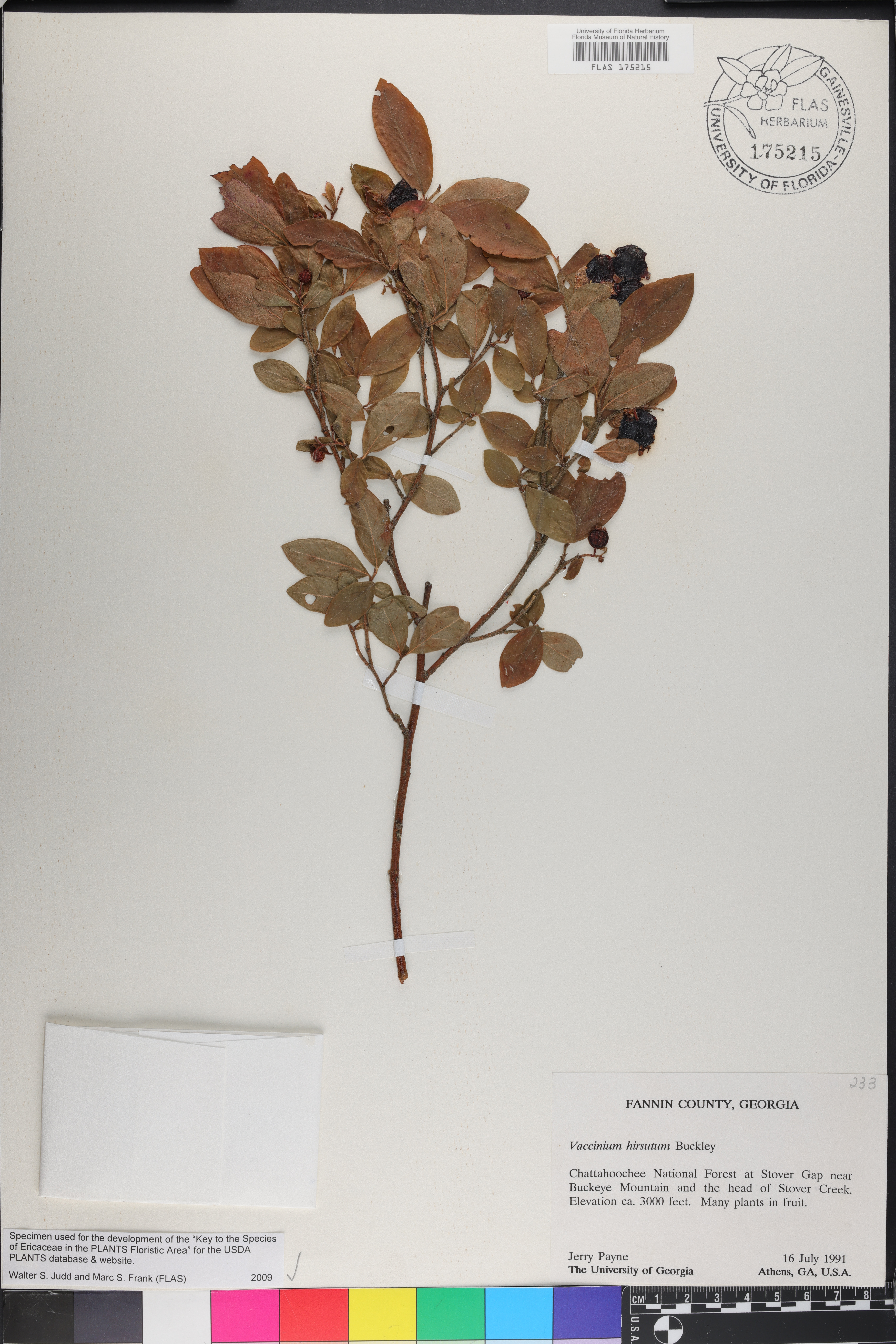 Vaccinium hirsutum image
