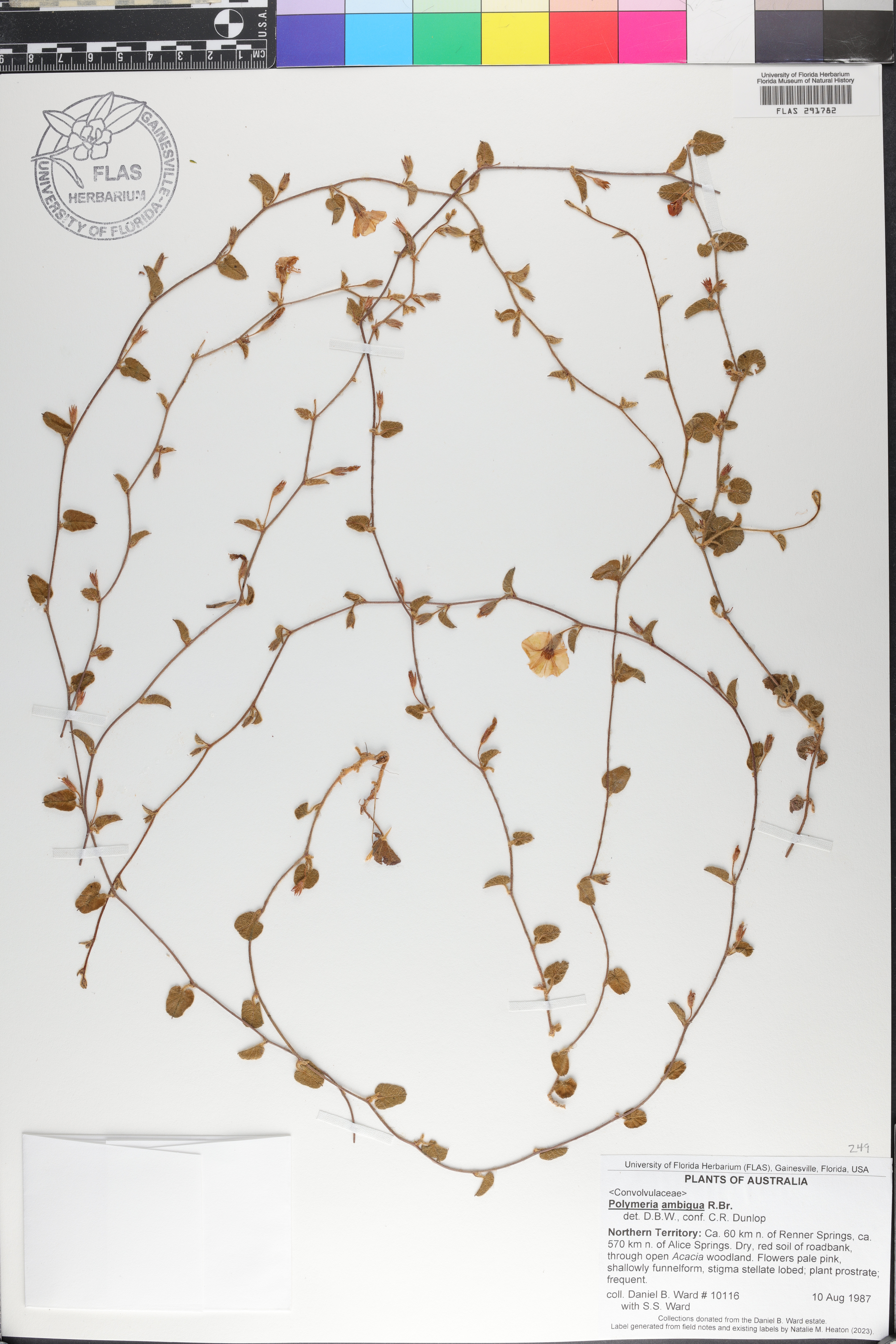 Polymeria ambigua image