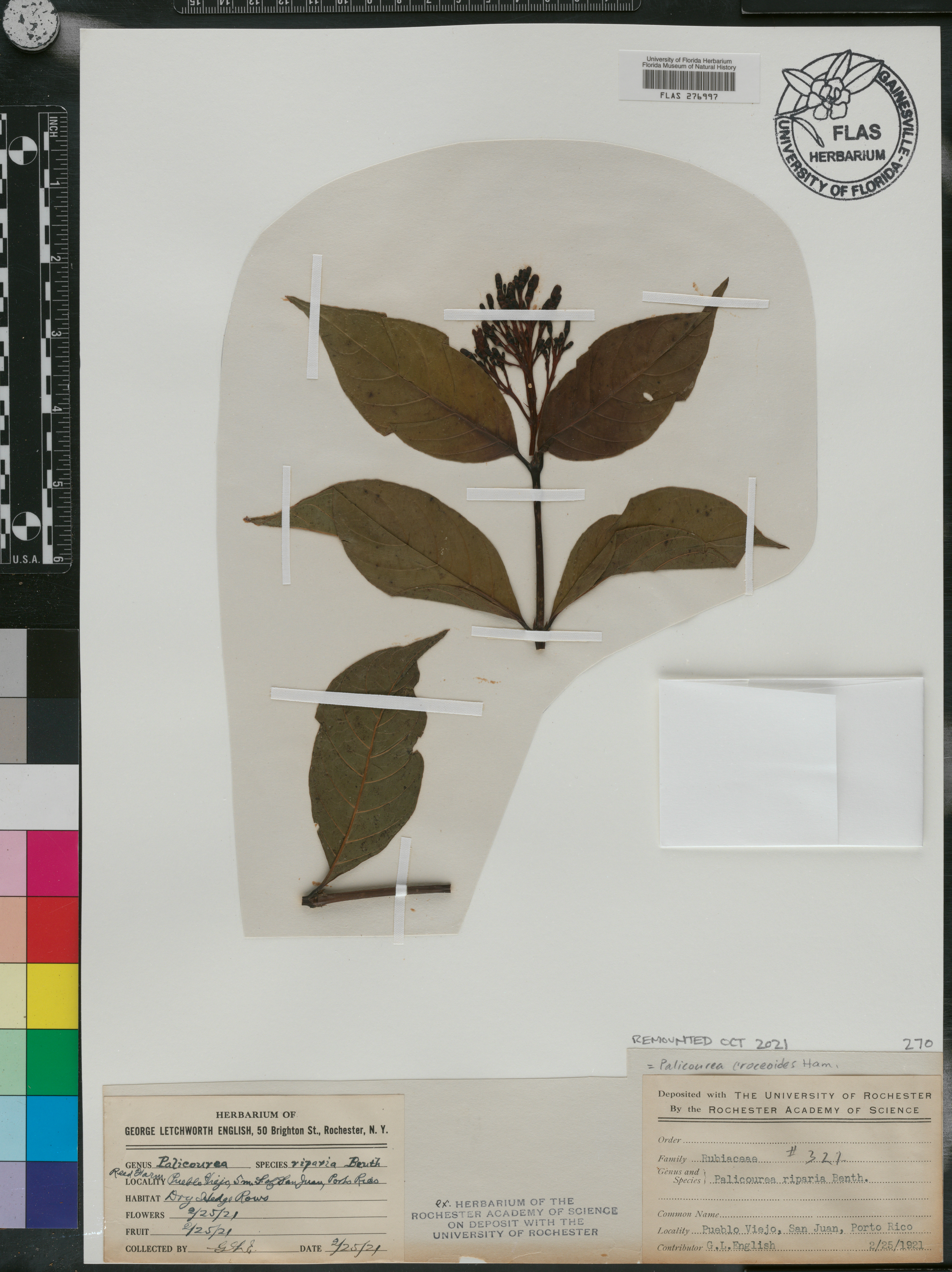 Palicourea croceoides image