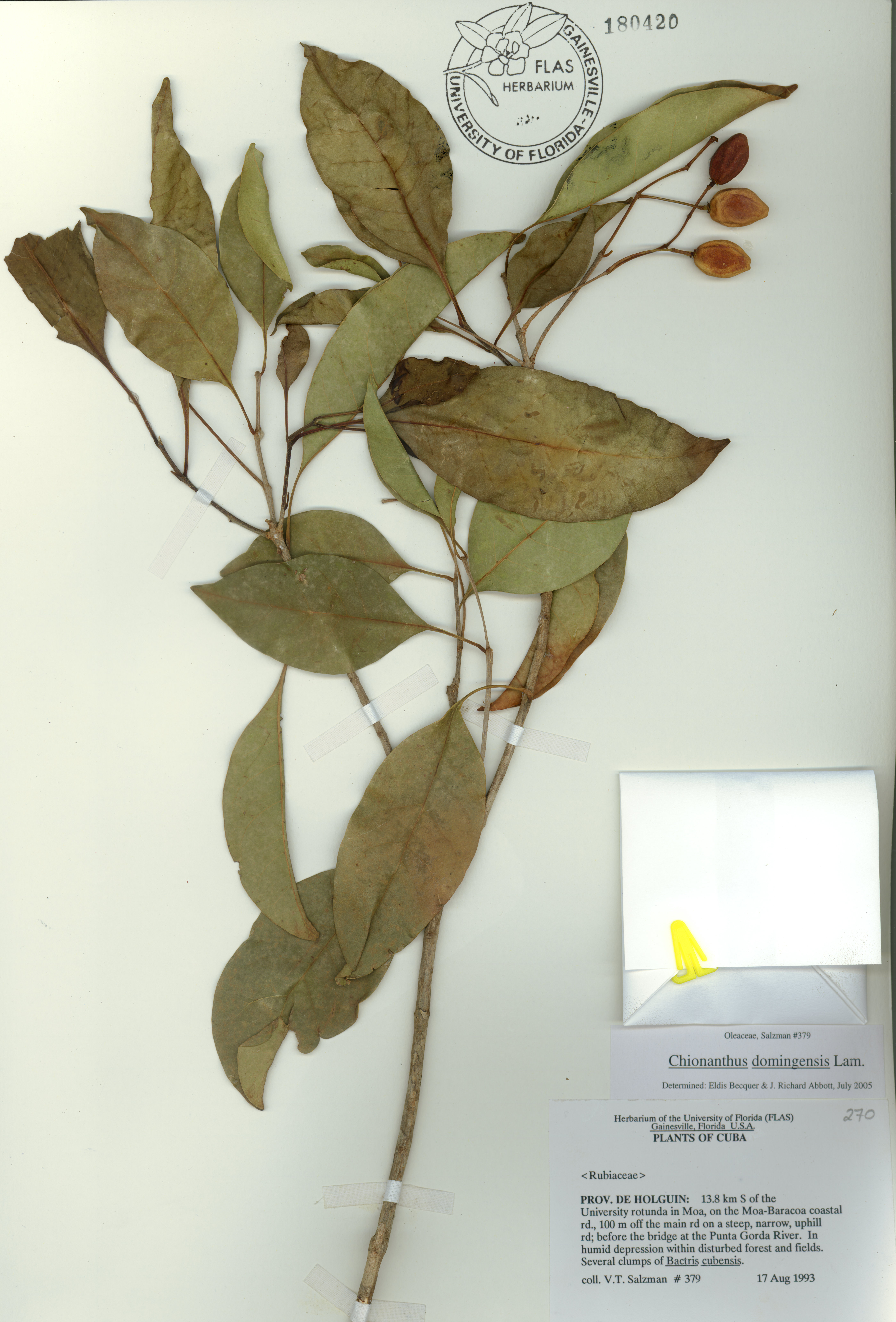 Chionanthus domingensis image