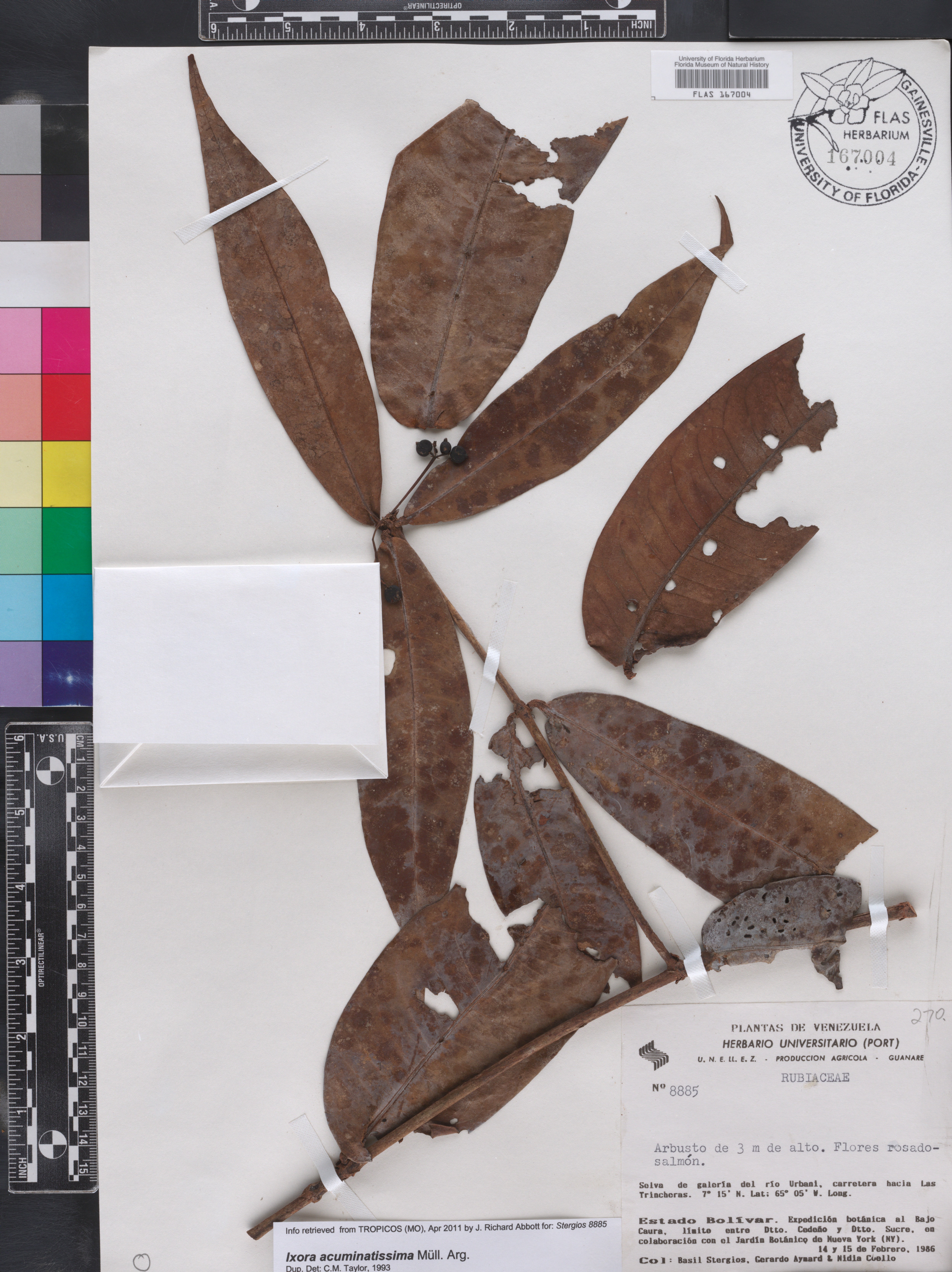 Ixora acuminatissima image